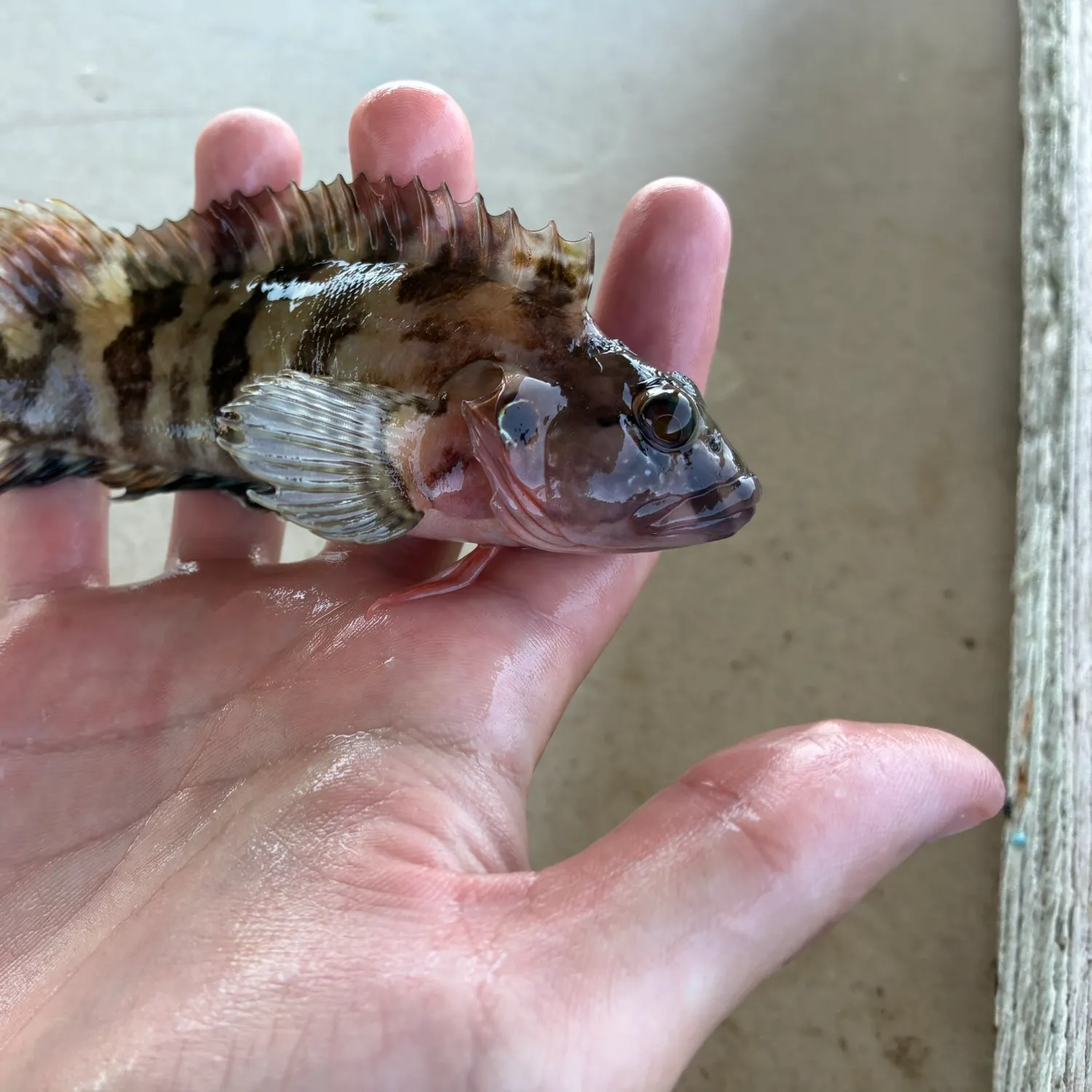 The most recent Masquerader hairy blenny catches on Fishbrain