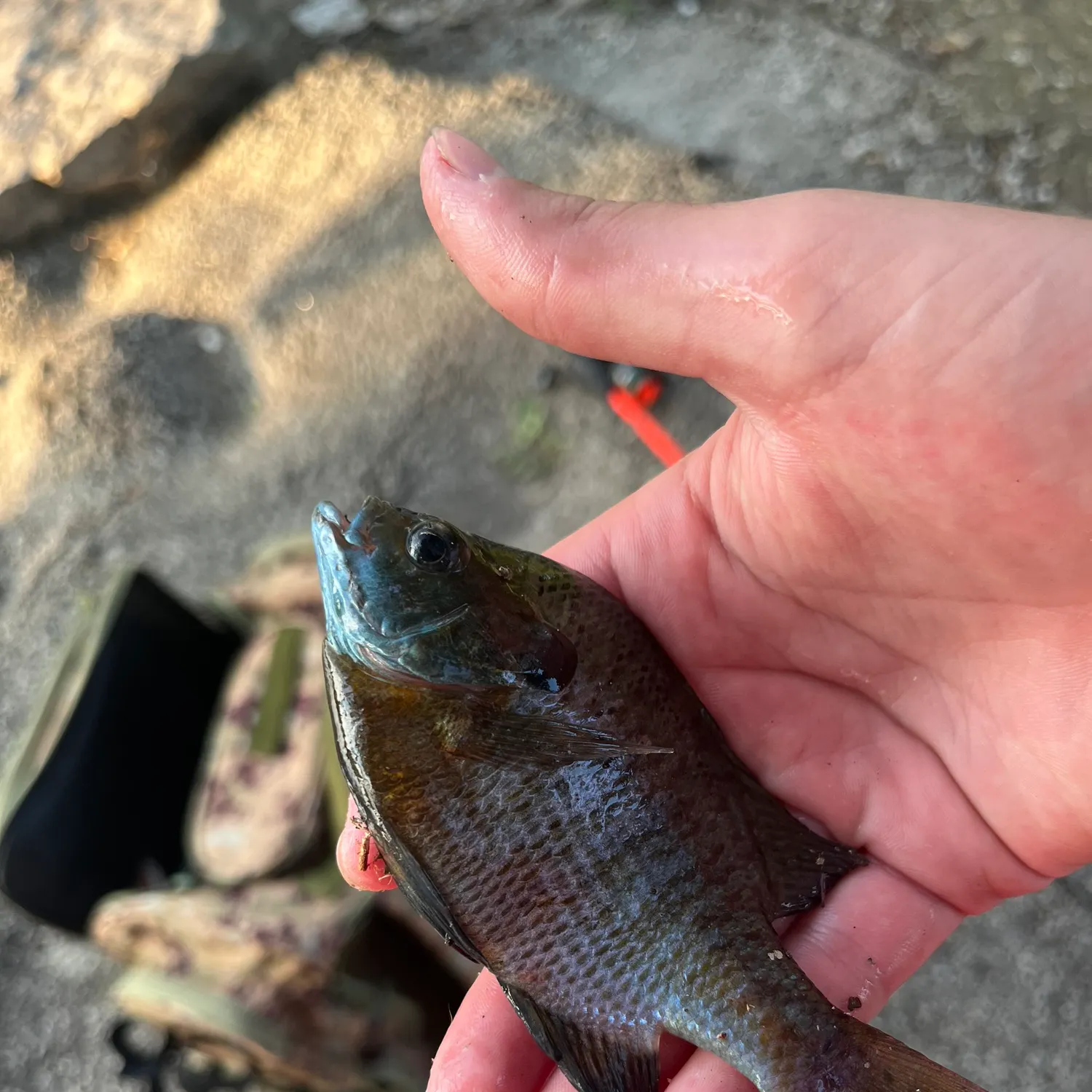 catch