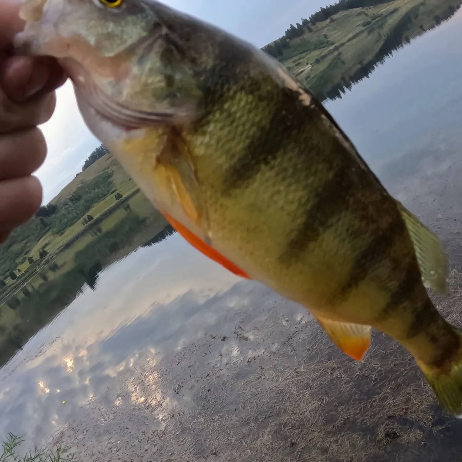 Yellow perch caught on Fishbrain