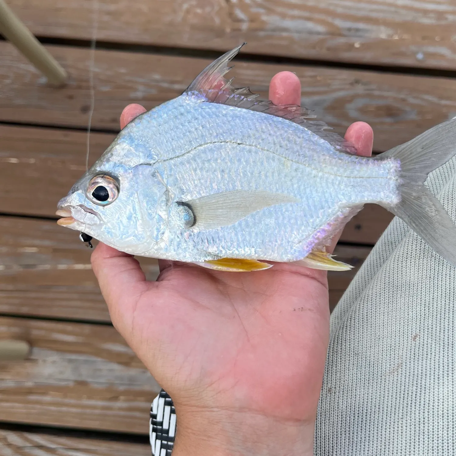 Rhombic mojarra caught on Fishbrain