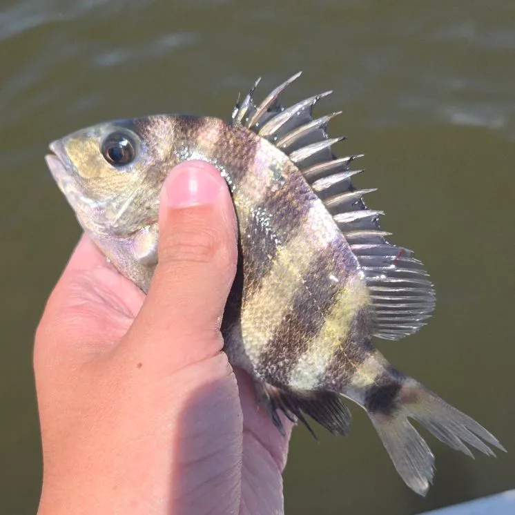 Sheepshead caught on Fishbrain
