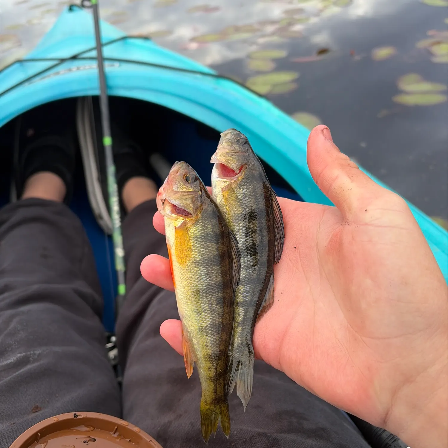 Yellow perch caught on Fishbrain
