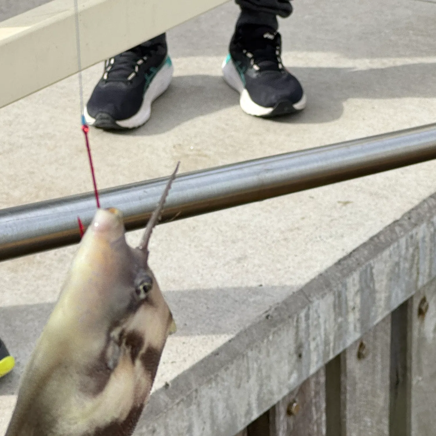 The most recent Large-scaled leatherjacket catches on Fishbrain