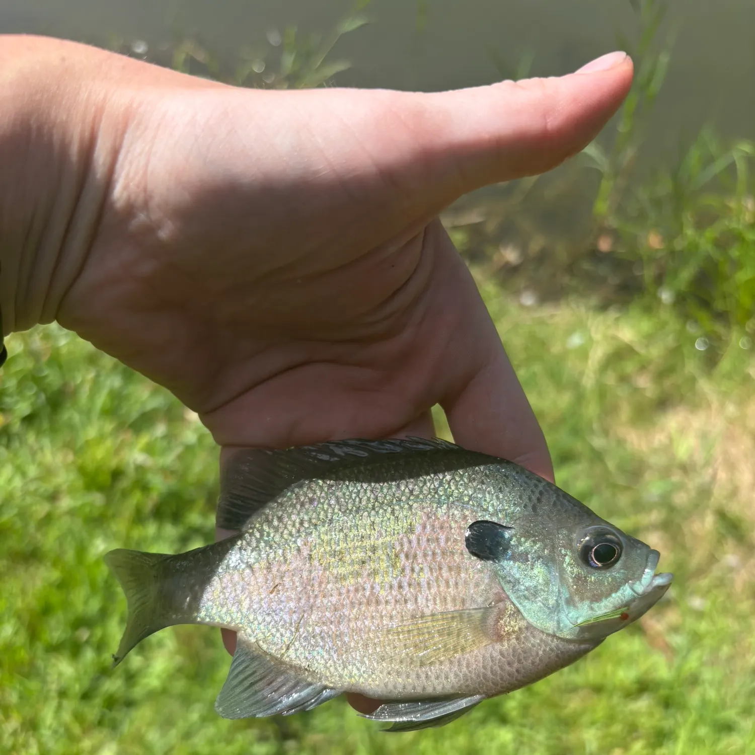 Bluegill caught on Fishbrain