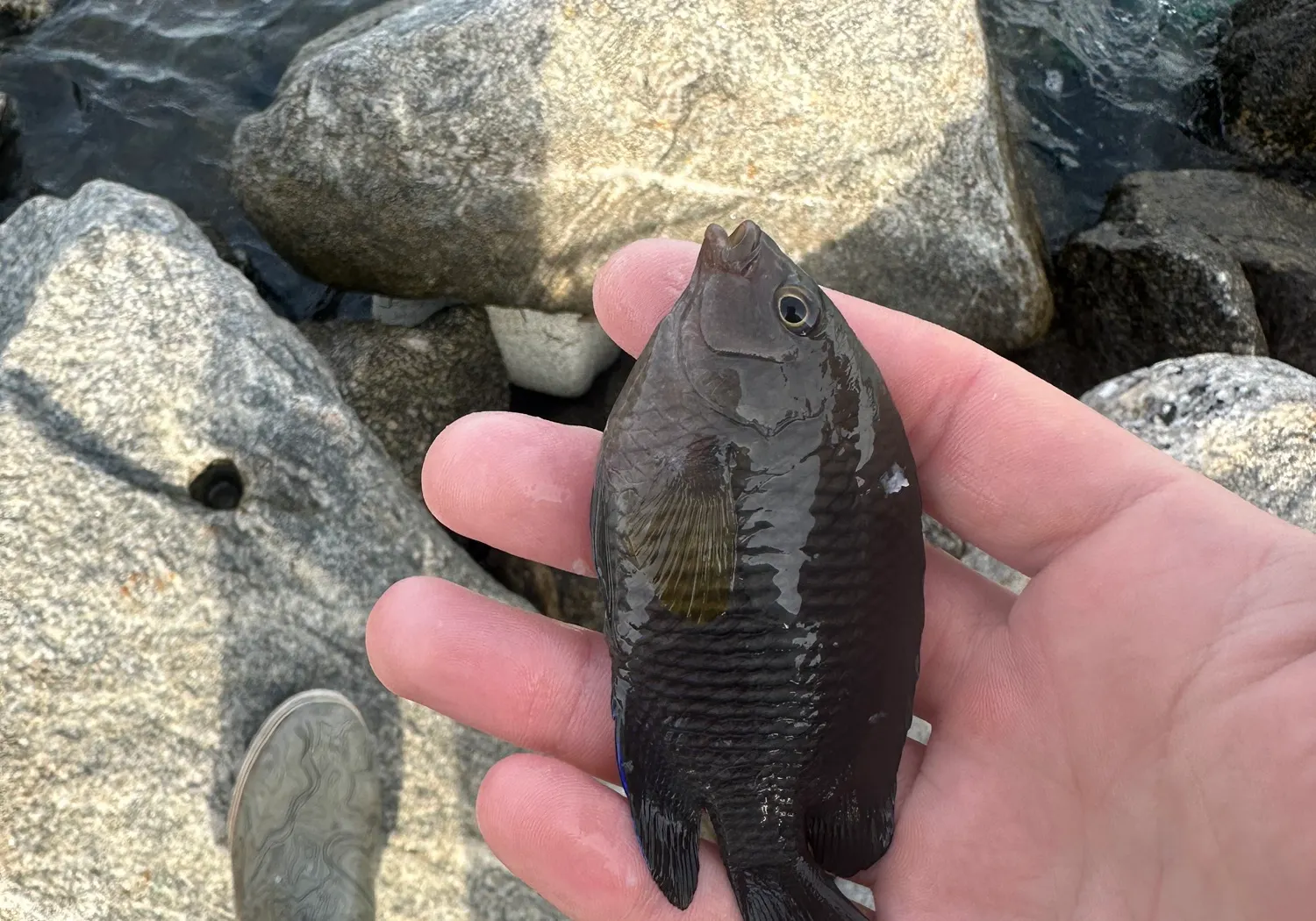 Dusky damselfish