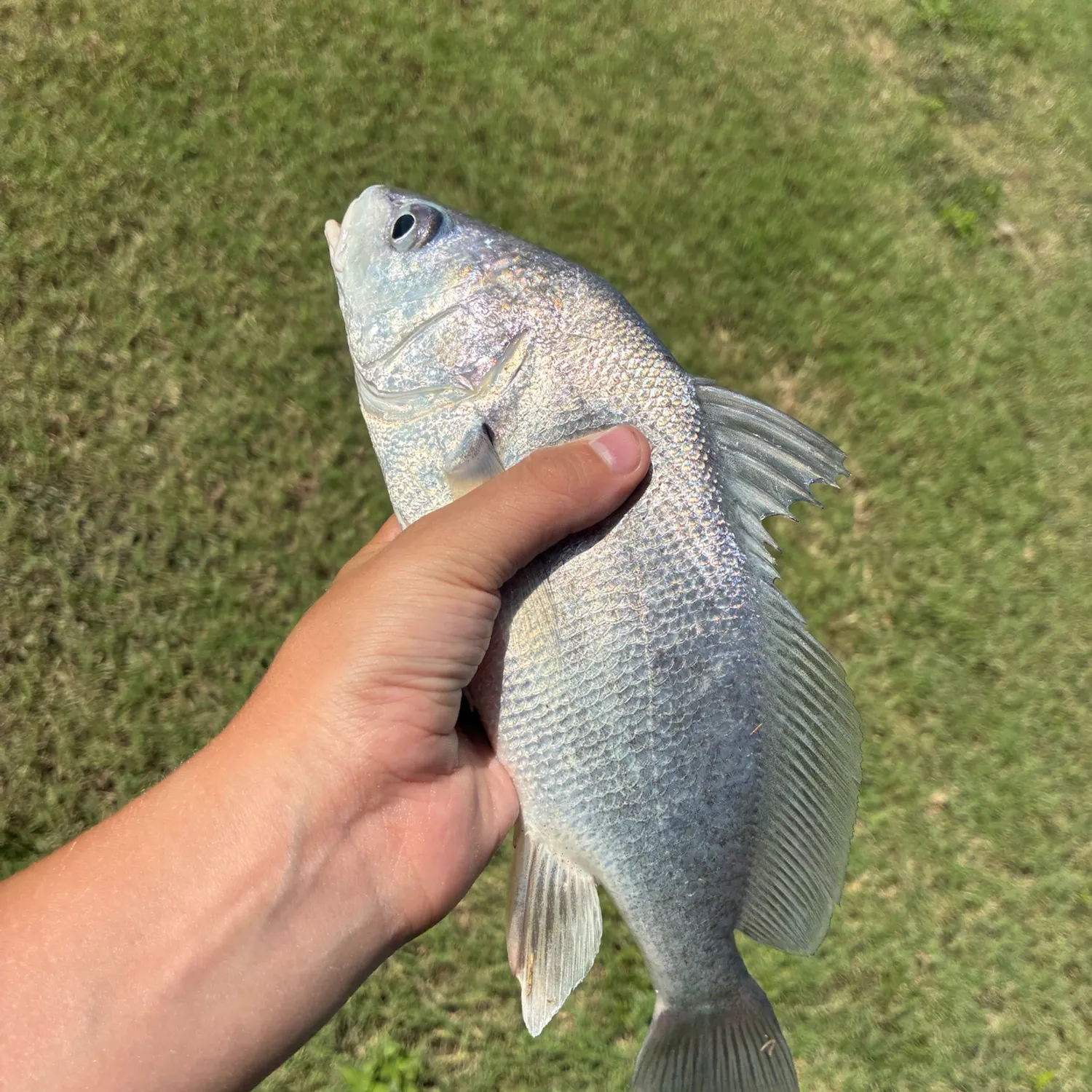 Freshwater drum caught on Fishbrain