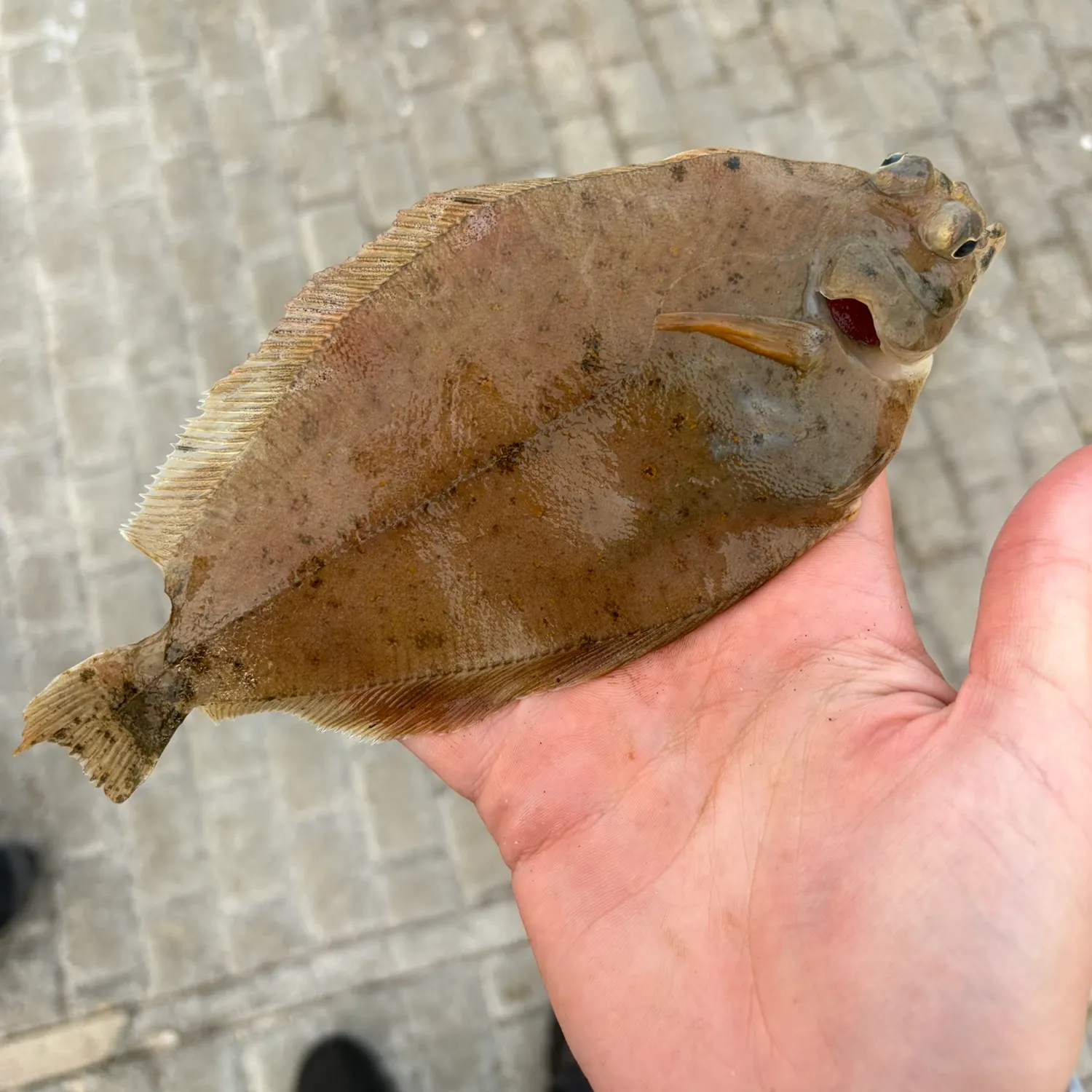 The most recent Common dab catches on Fishbrain