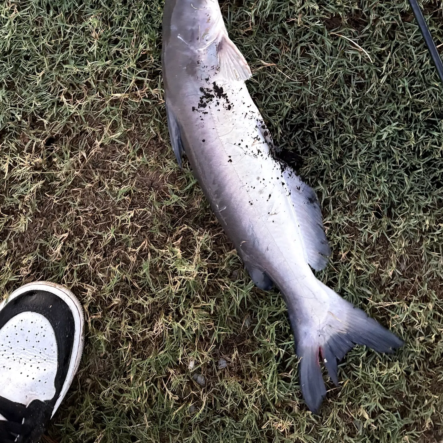 Channel catfish caught on Fishbrain