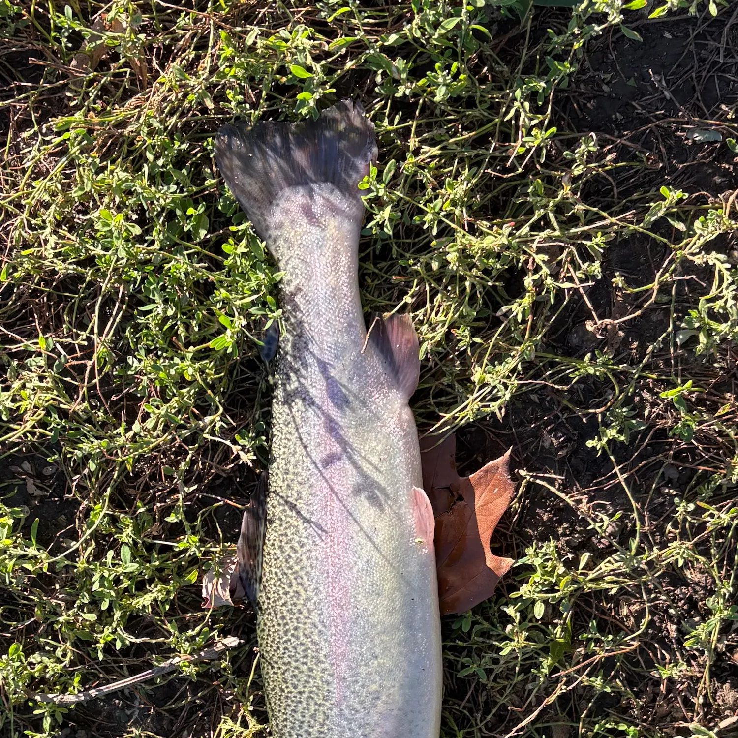 Rainbow trout caught on Fishbrain