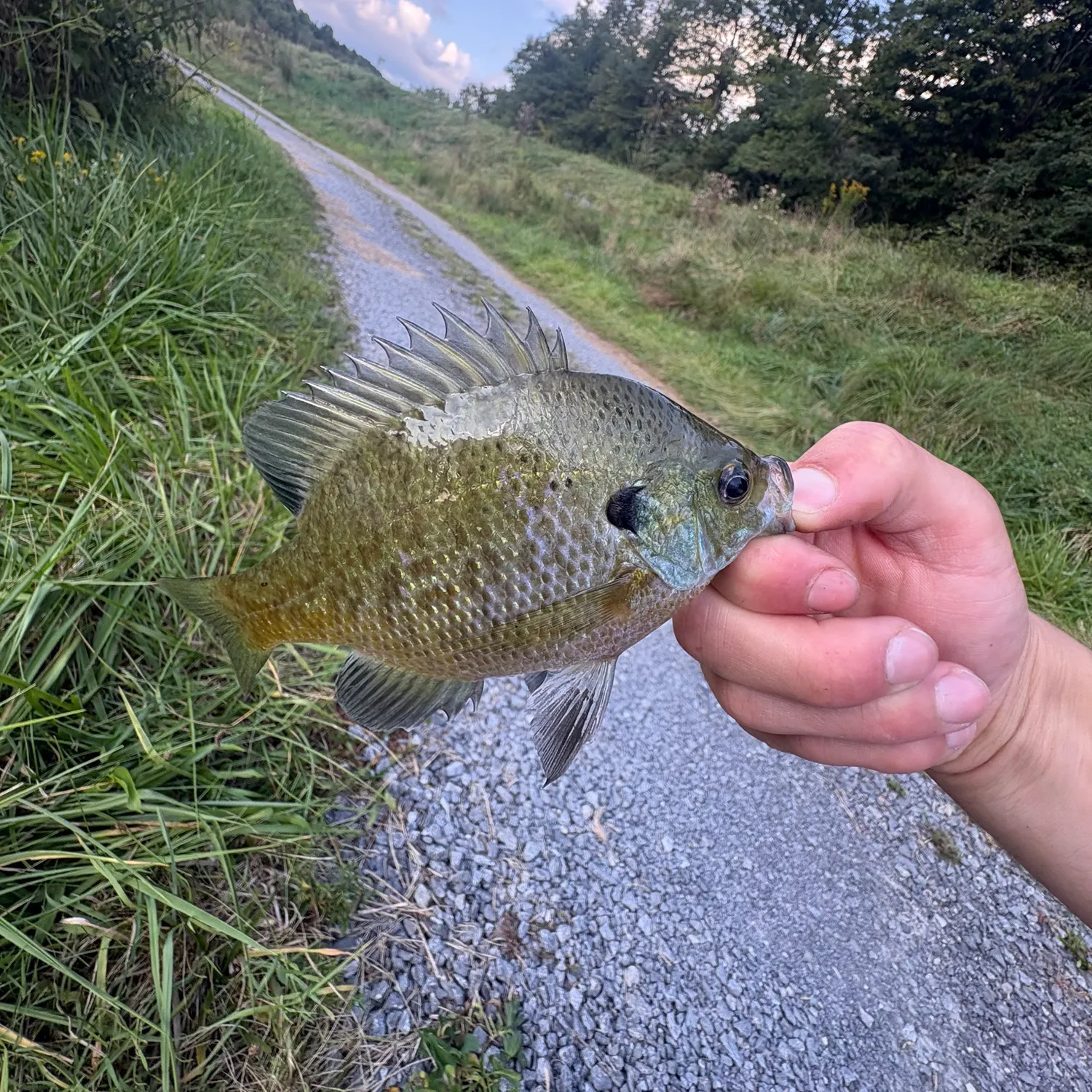 Bluegill caught on Fishbrain