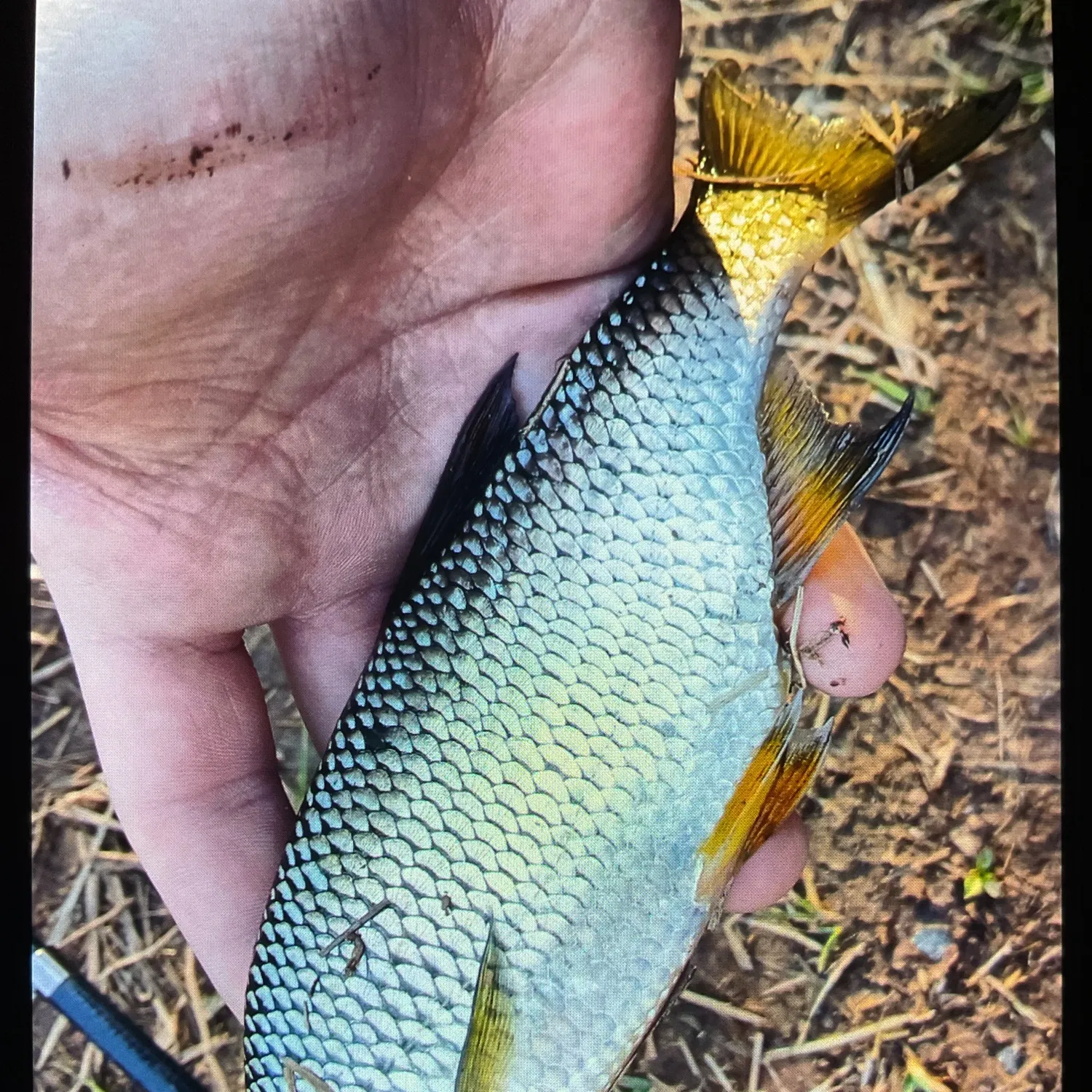 The most recent Quillback catches on Fishbrain