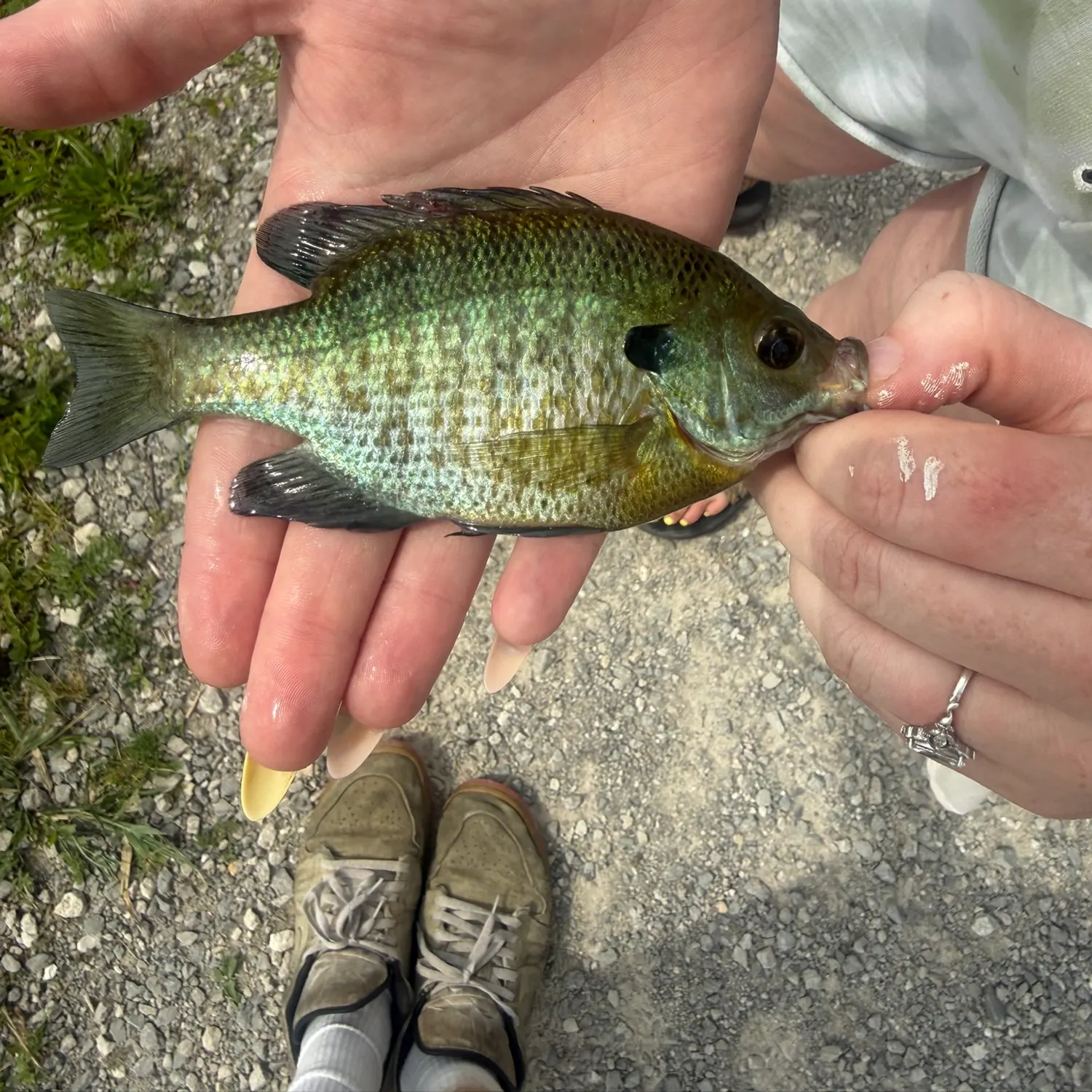 catch