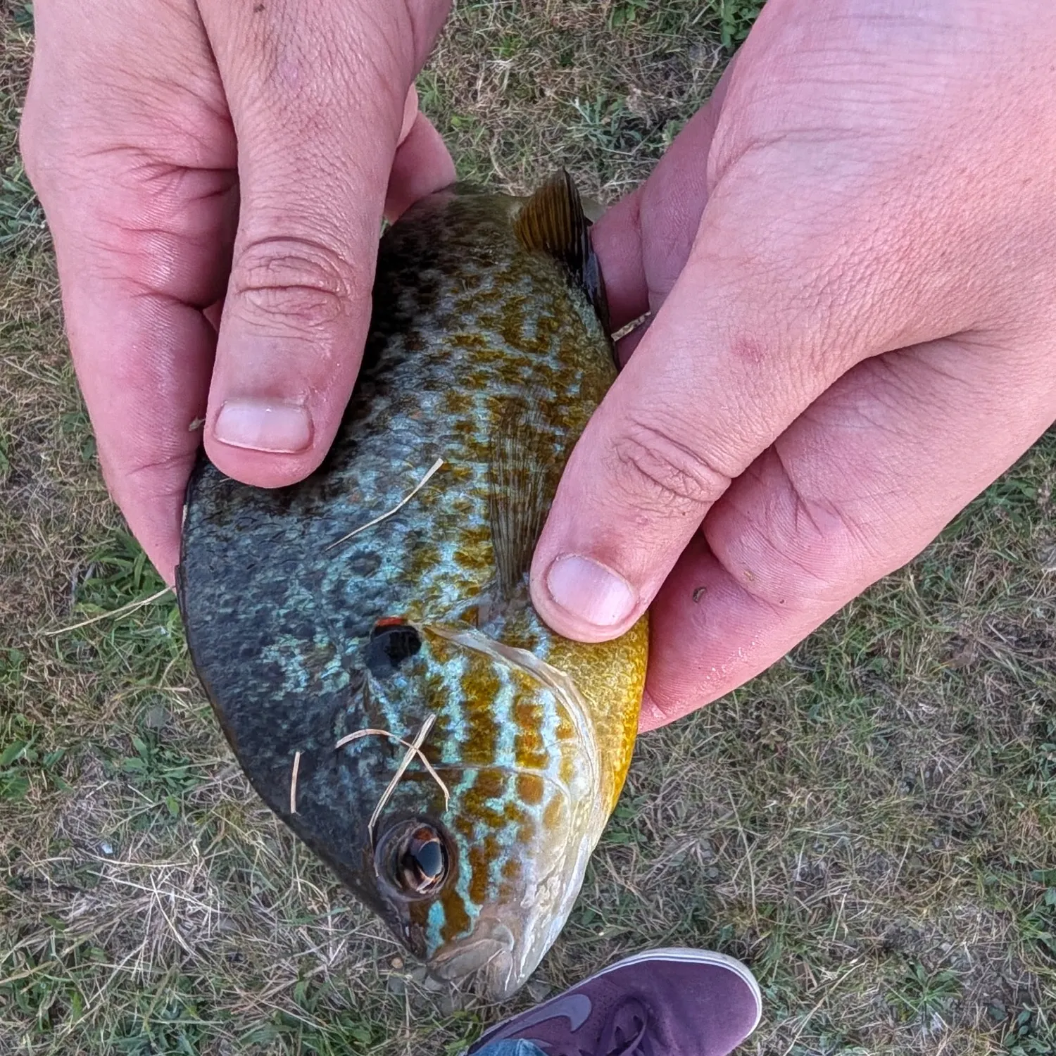 Pumpkinseed caught on Fishbrain