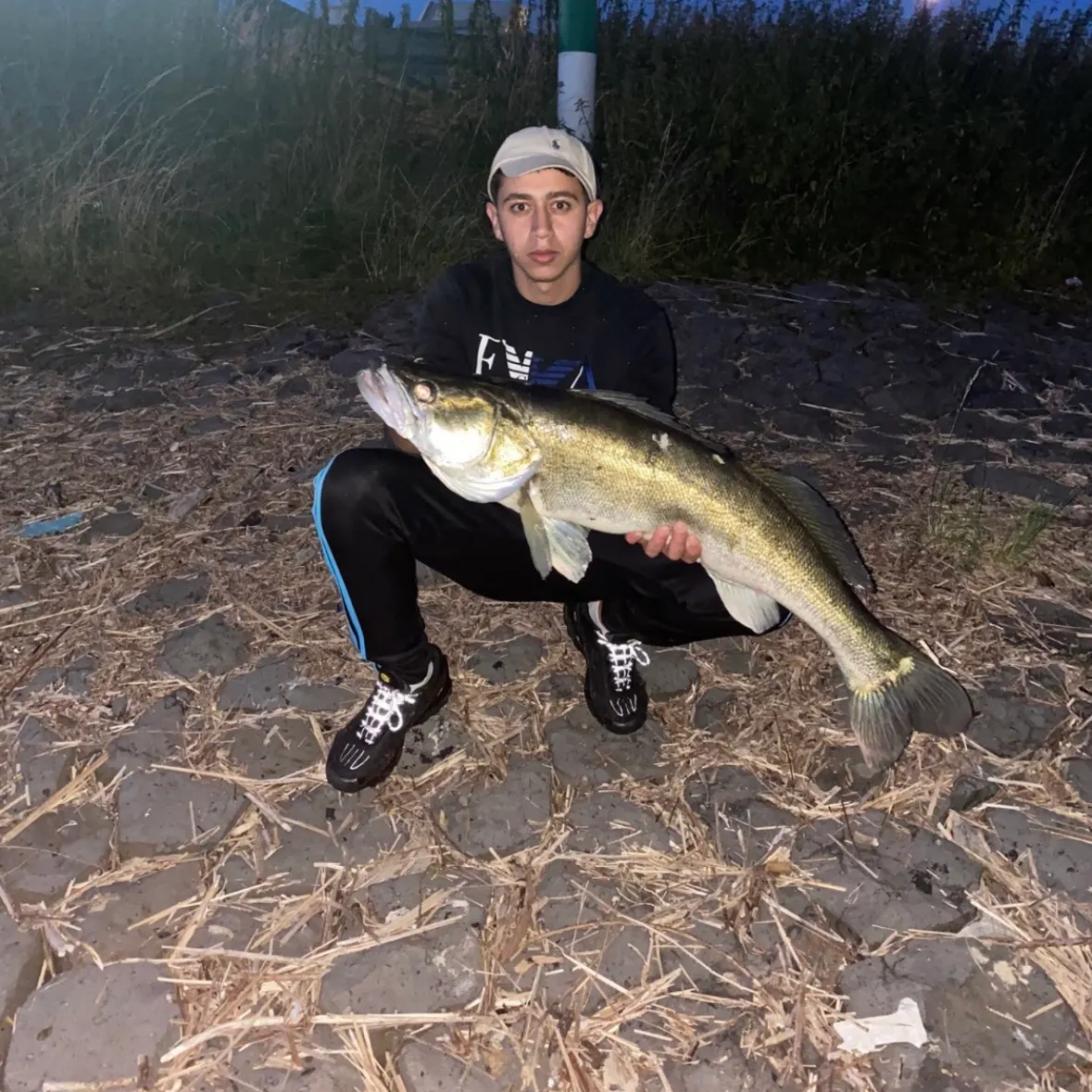 Zander caught on Fishbrain