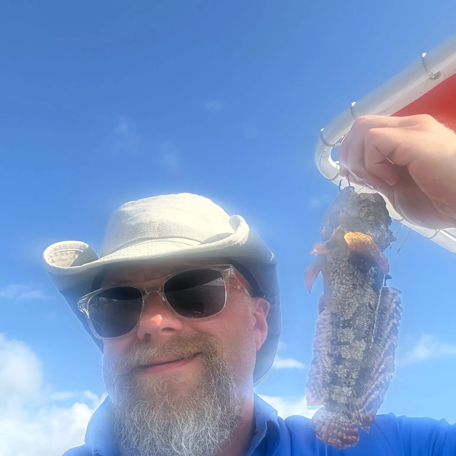 Oyster toadfish caught on Fishbrain