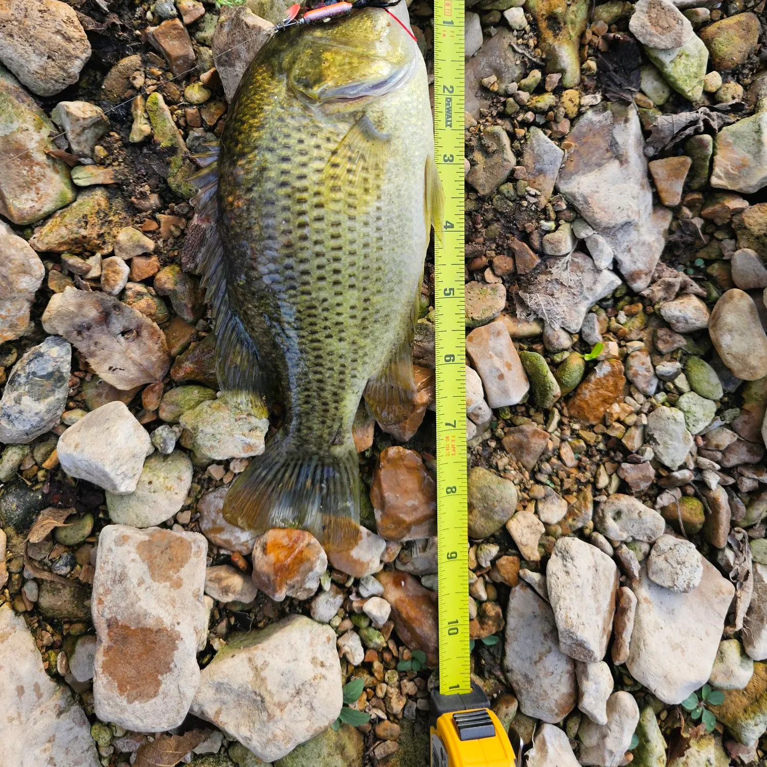 Rock bass caught on Fishbrain