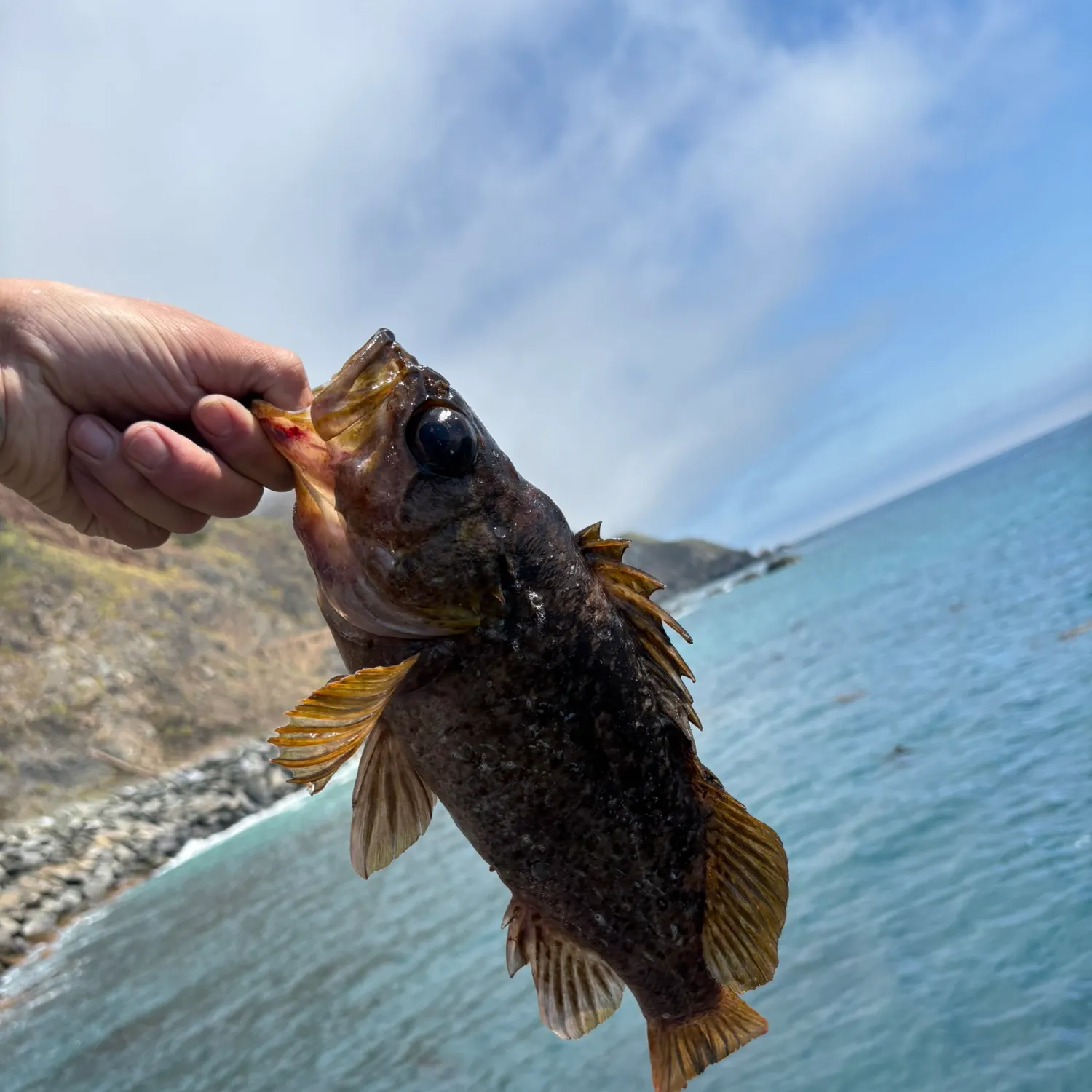 The most recent Grass rockfish catches on Fishbrain