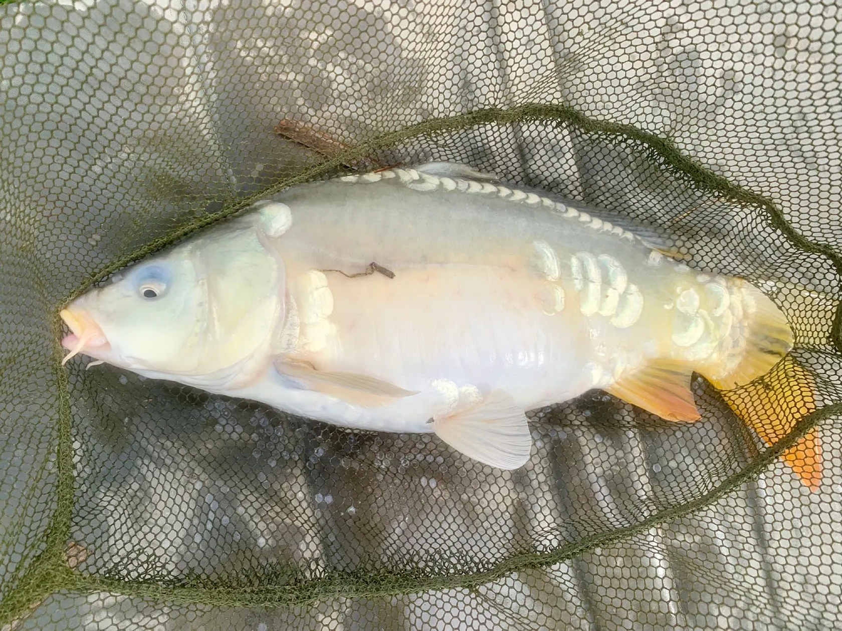 Post image from Tiggerwilde