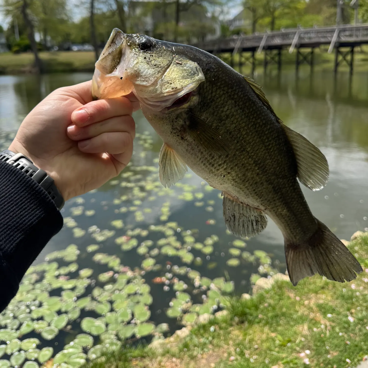 catch