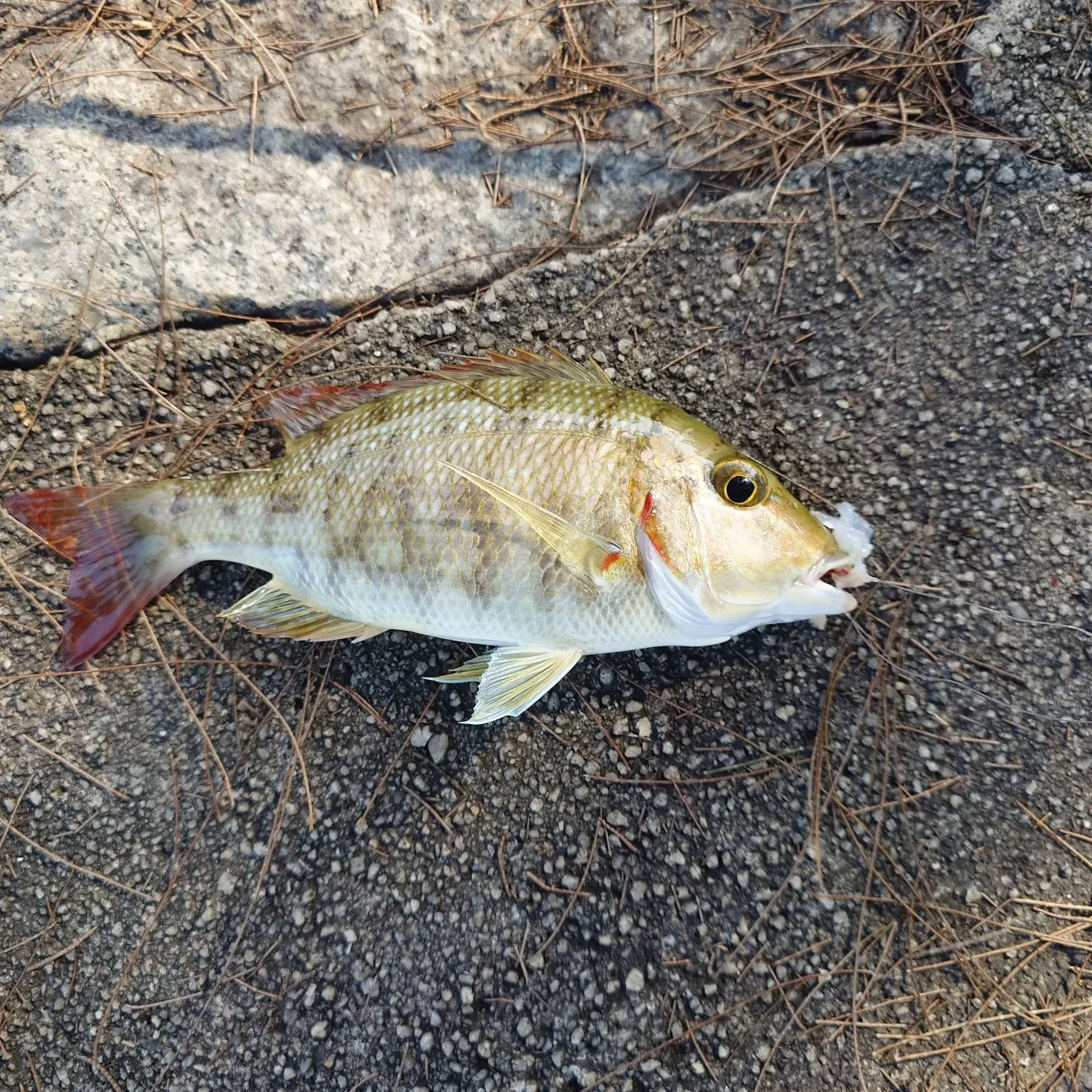 The most recent Spangled emperor catches on Fishbrain