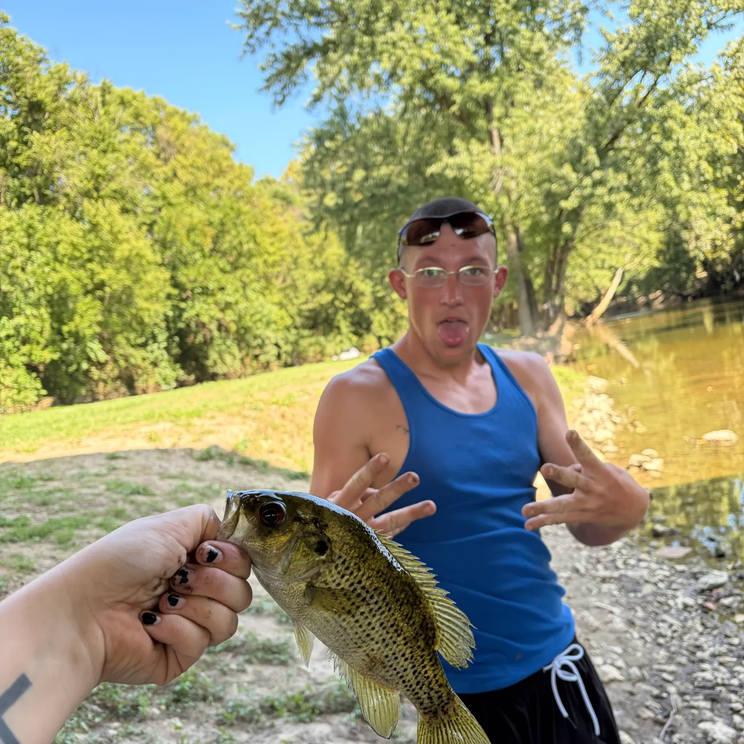 Rock bass caught on Fishbrain