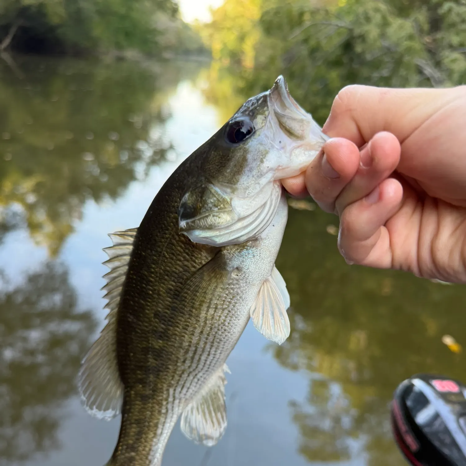 Spotted bass caught on Fishbrain