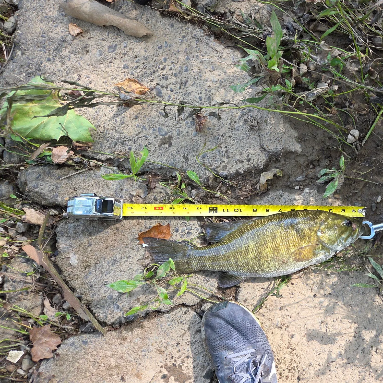 Smallmouth bass caught on Fishbrain