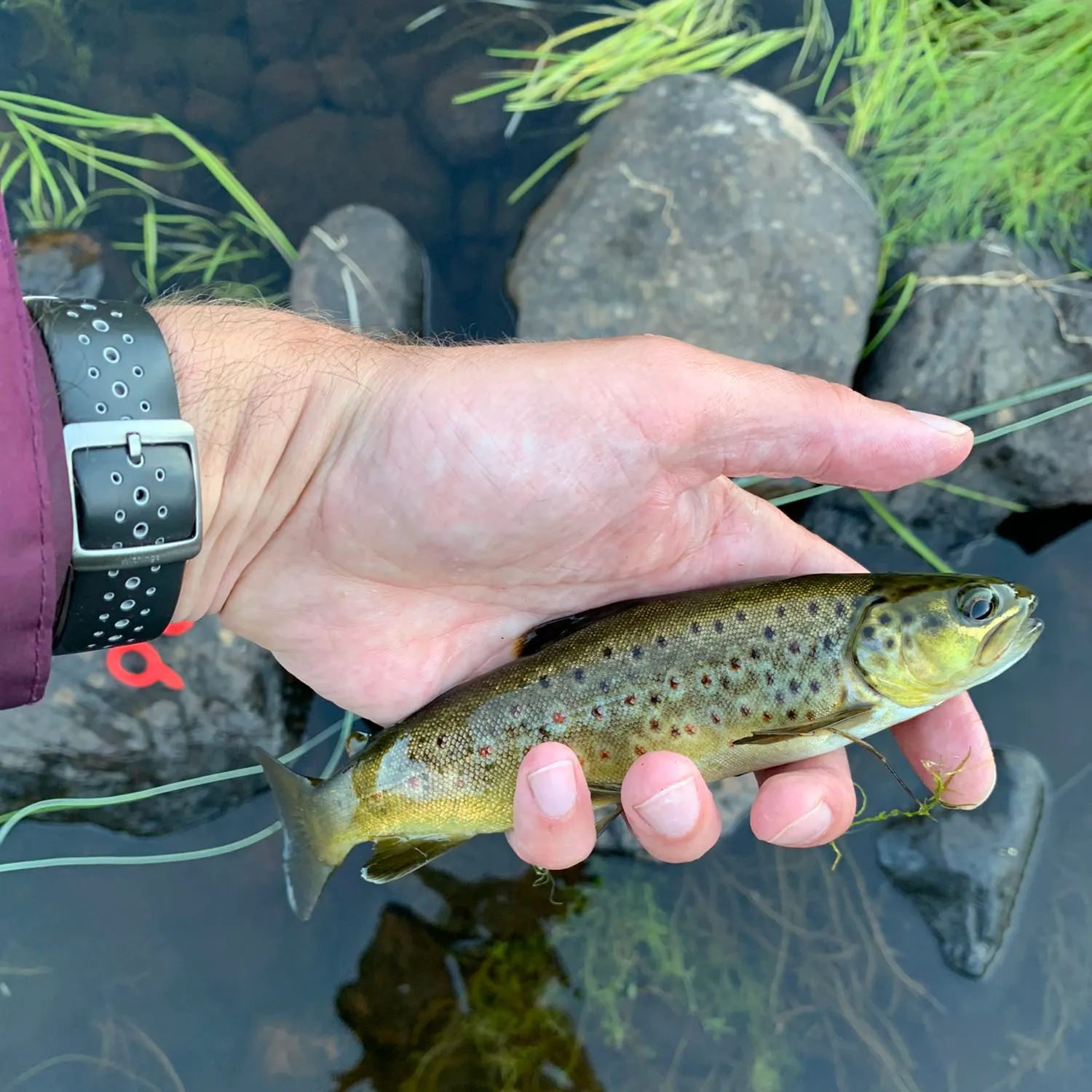 recently logged catches