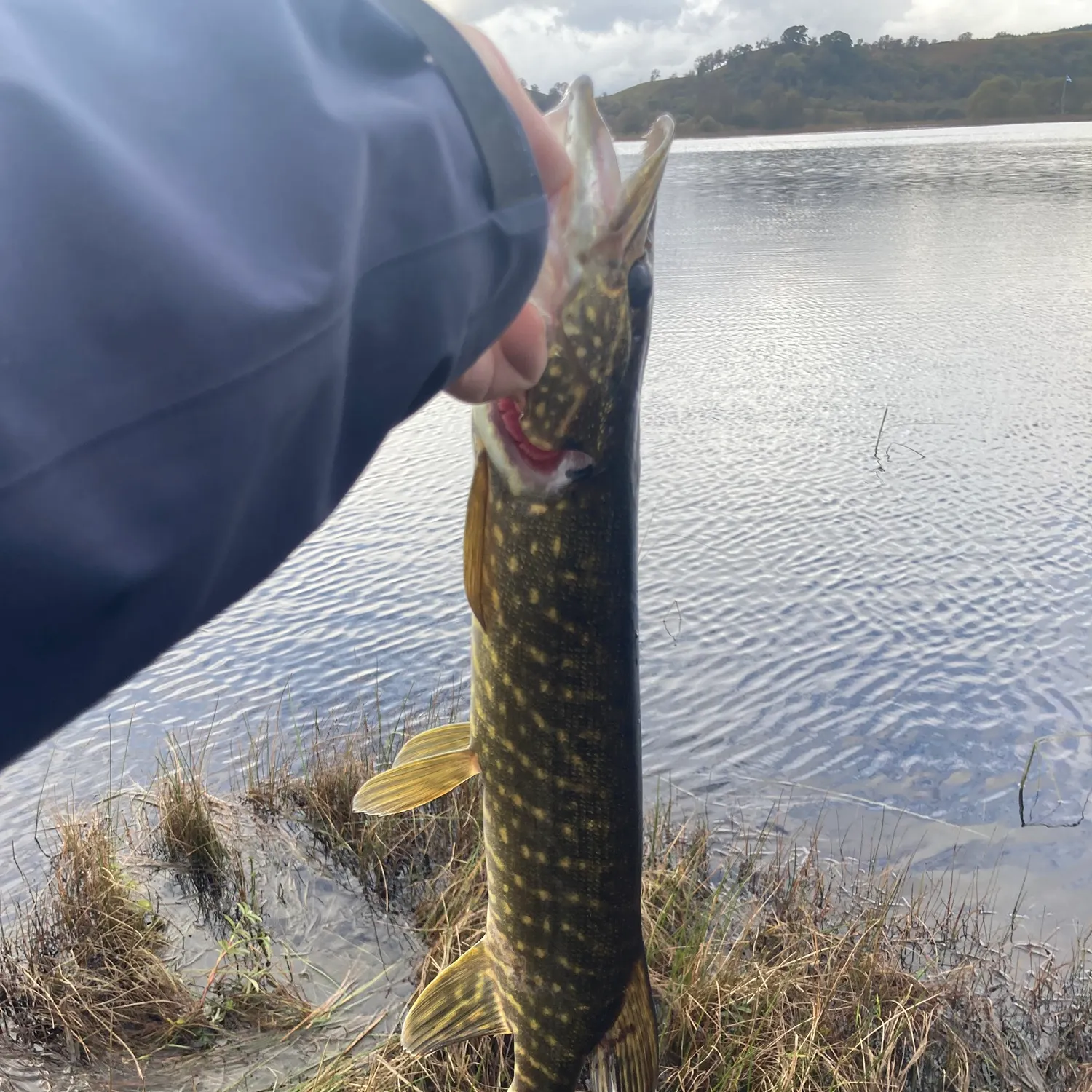 Northern pike caught on Fishbrain