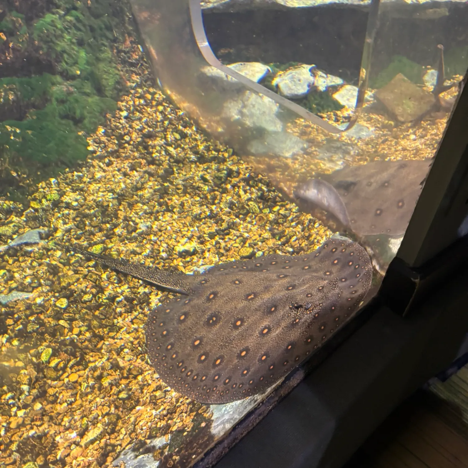 The most recent Ocellate river stingray catches on Fishbrain
