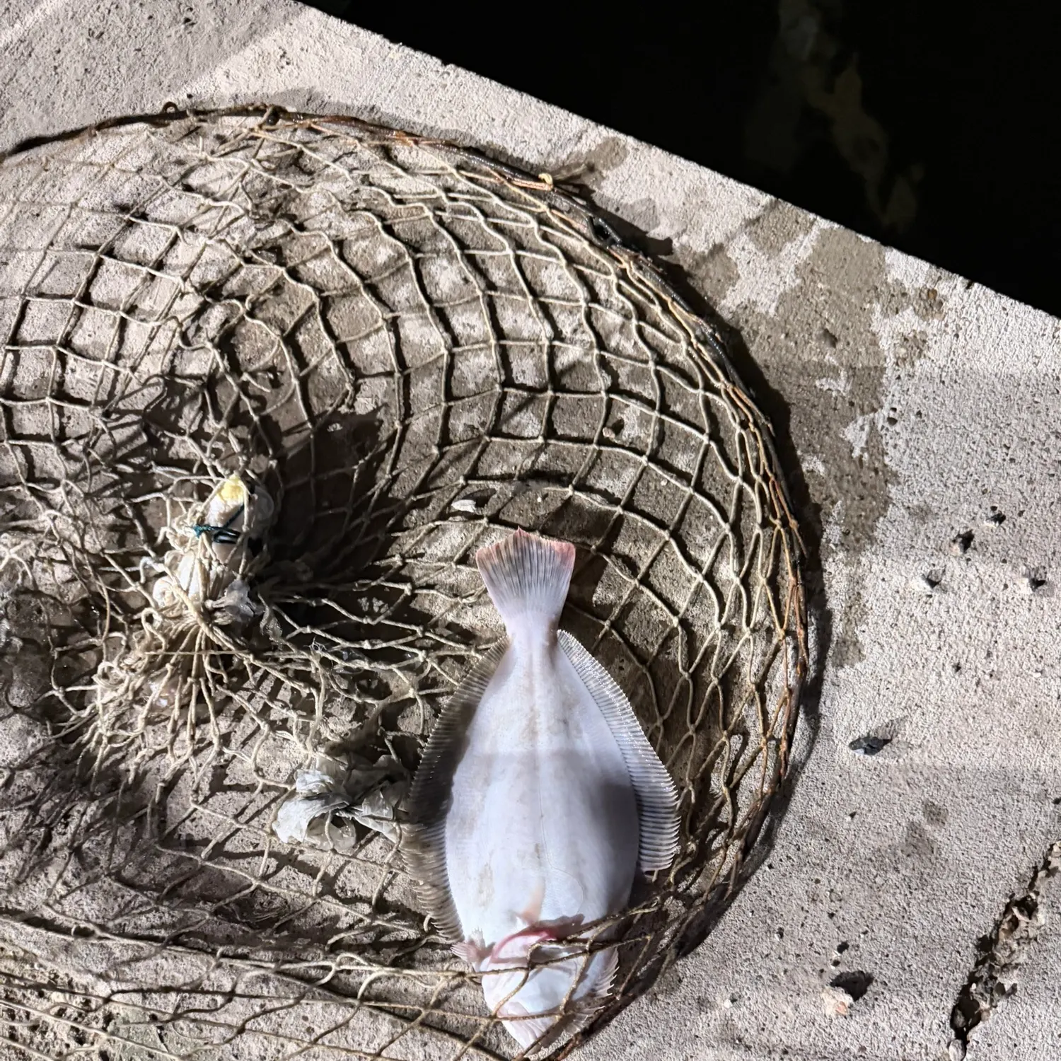 The most recent Southern flounder catches on Fishbrain