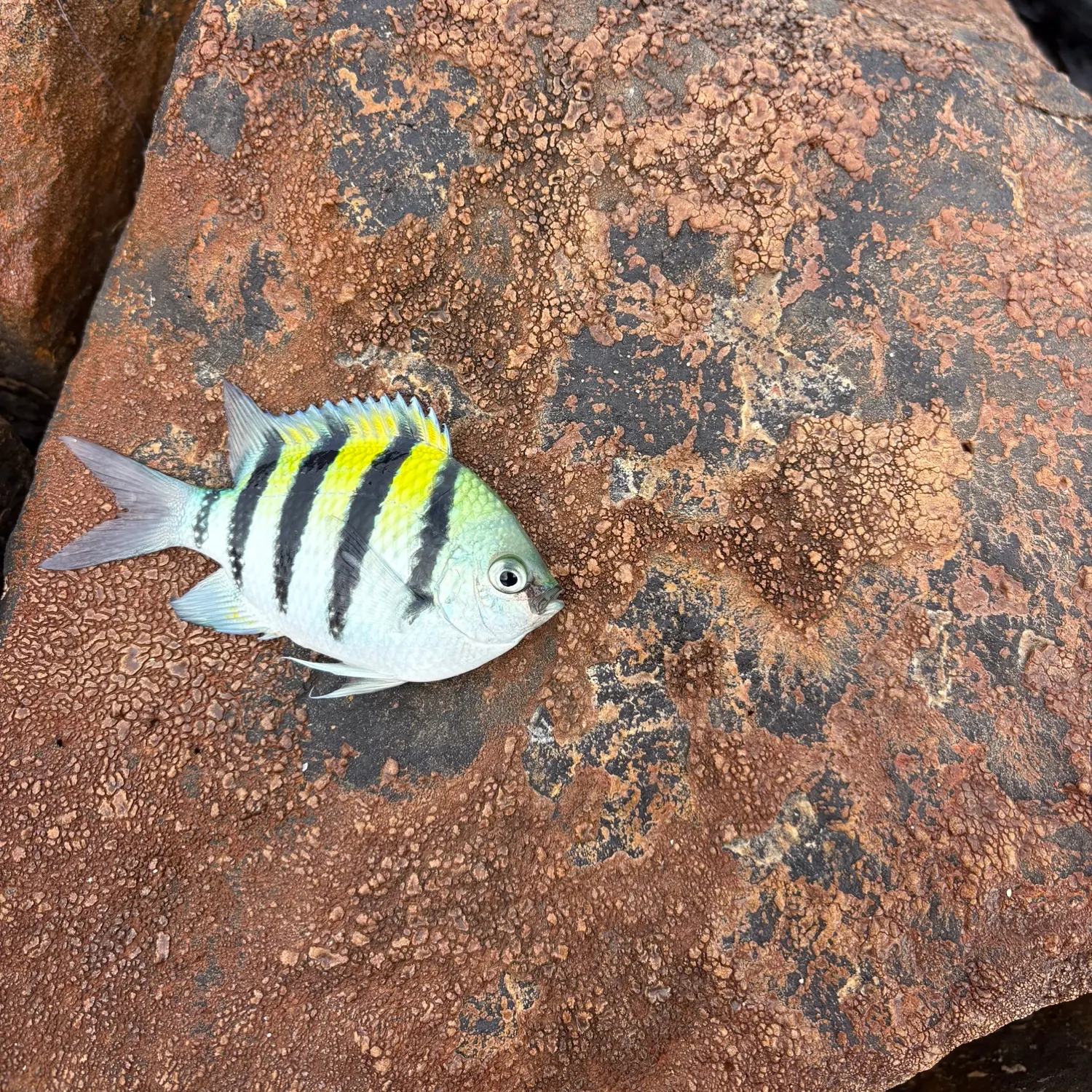 The most recent Sergeant-major catches on Fishbrain
