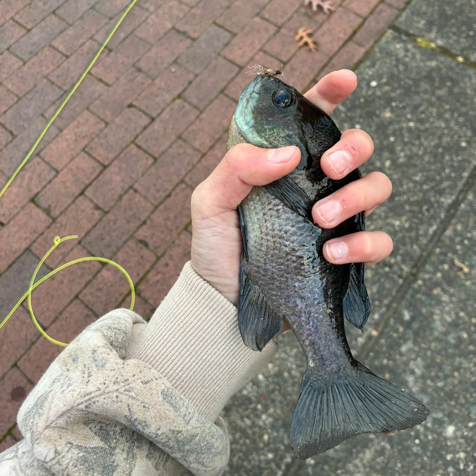 recently logged catches