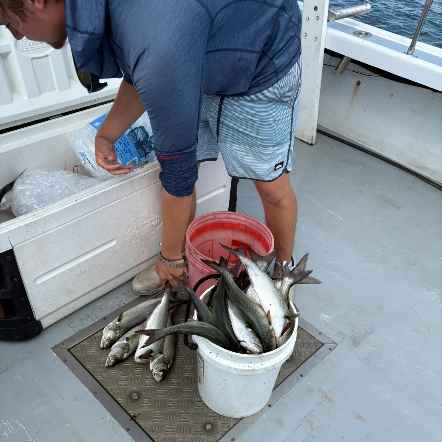 Great white shark caught on Fishbrain