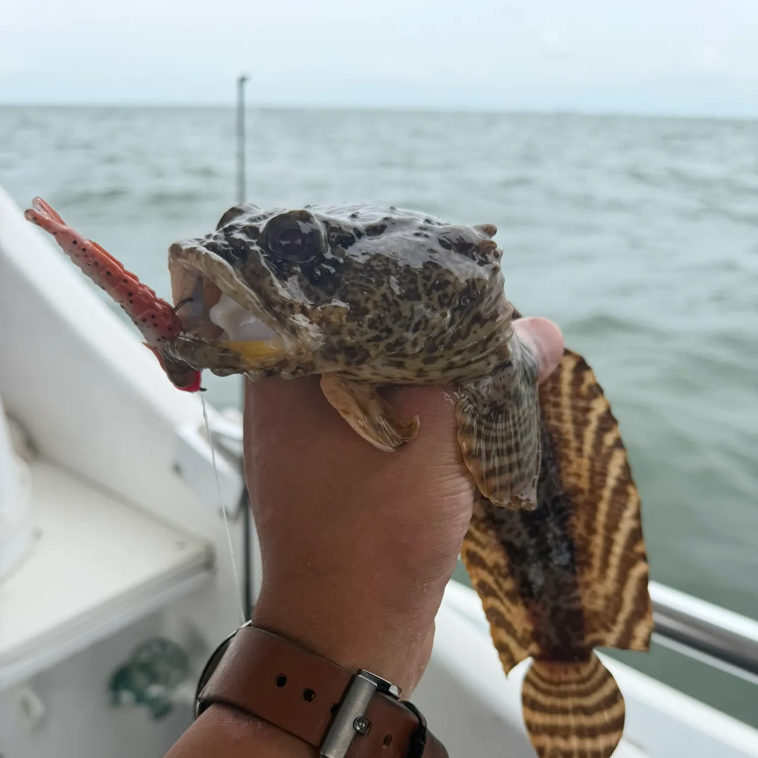 Oyster toadfish caught on Fishbrain