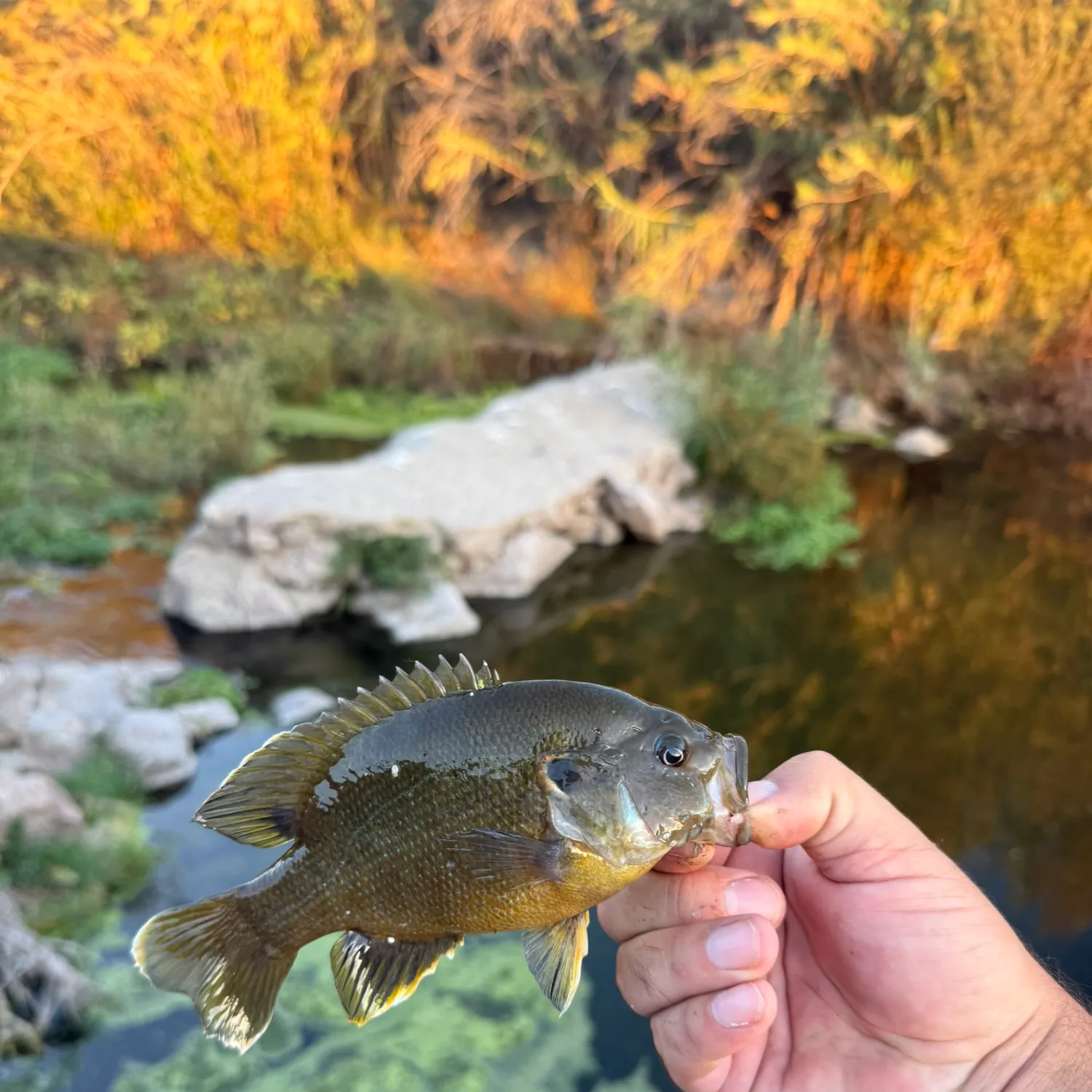 Green sunfish caught on Fishbrain
