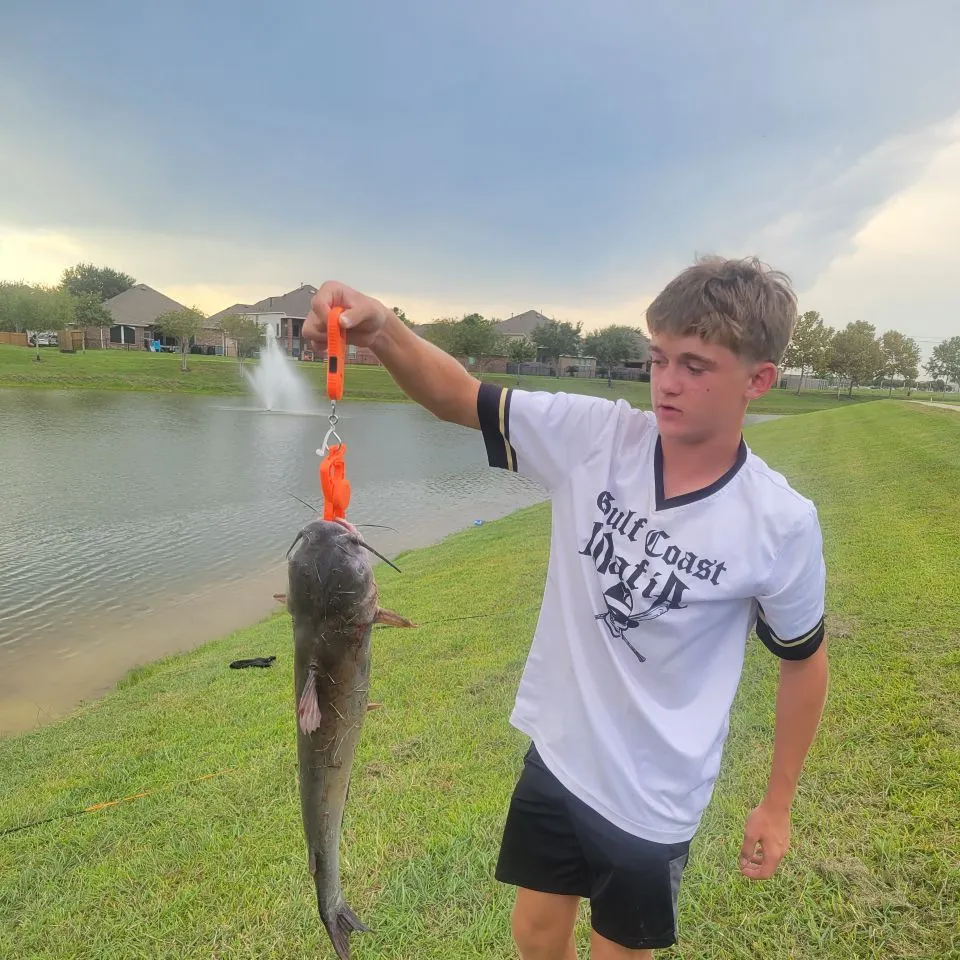 Channel catfish caught on Fishbrain