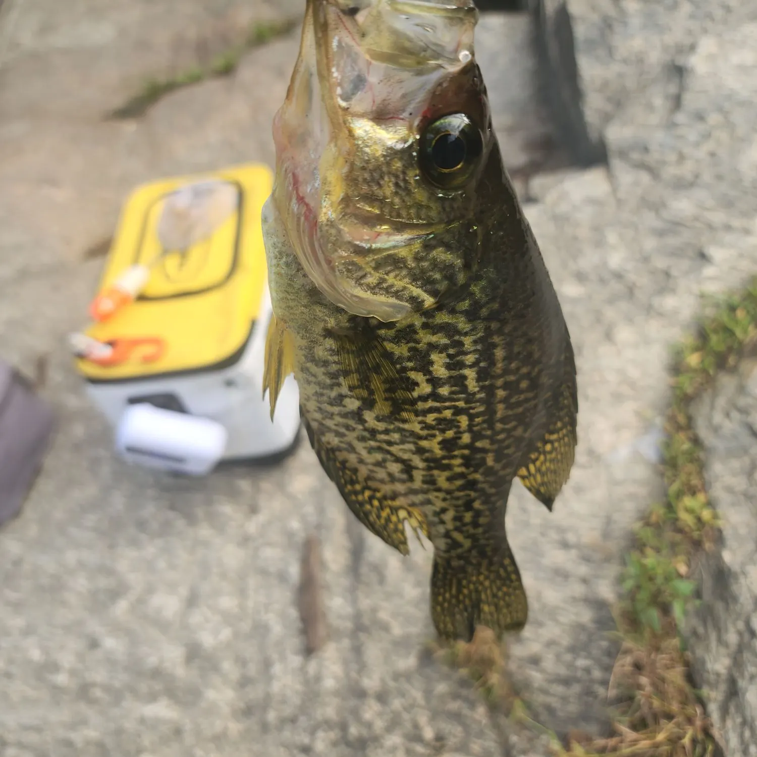 Black crappie caught on Fishbrain