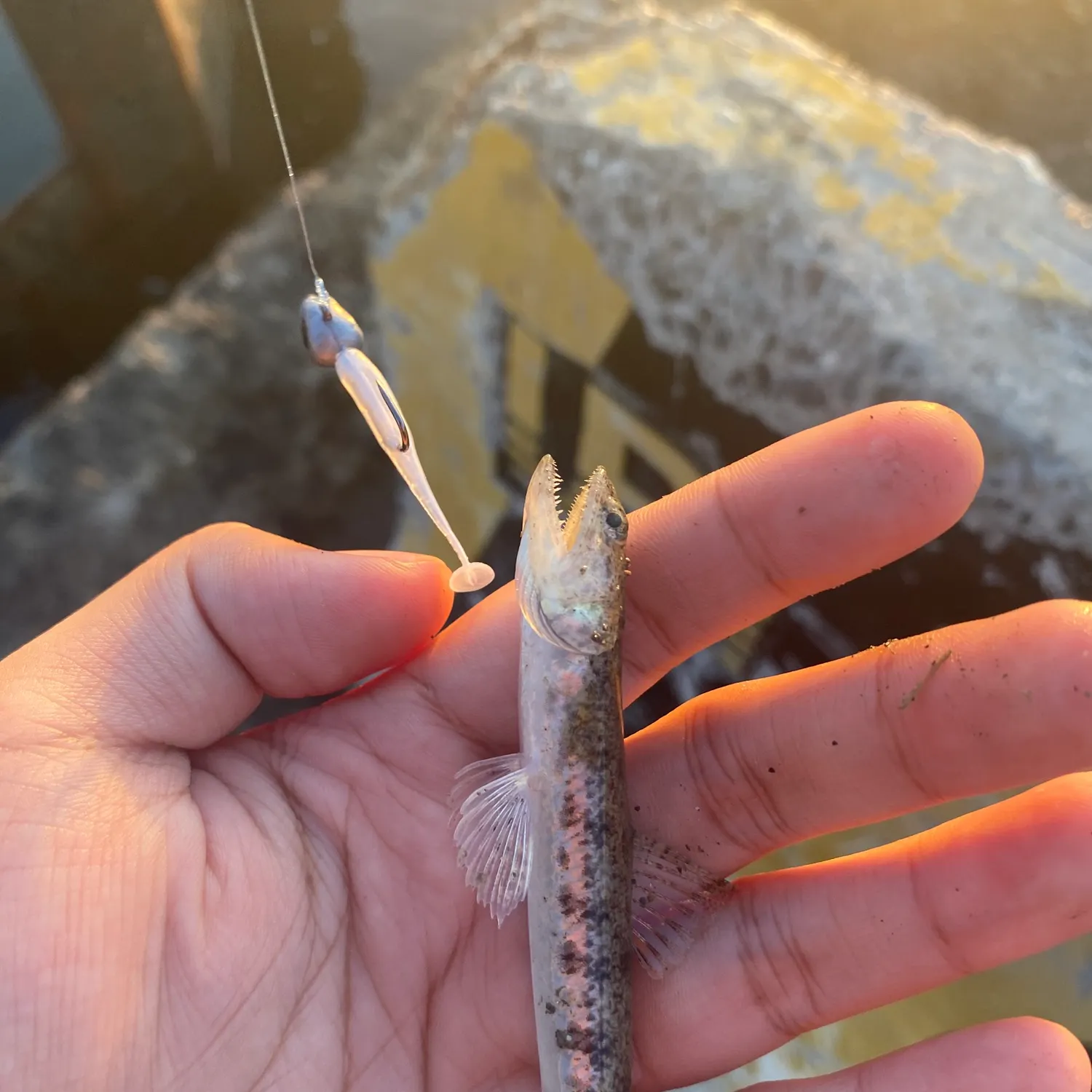 The most recent Atlantic lizardfish catches on Fishbrain