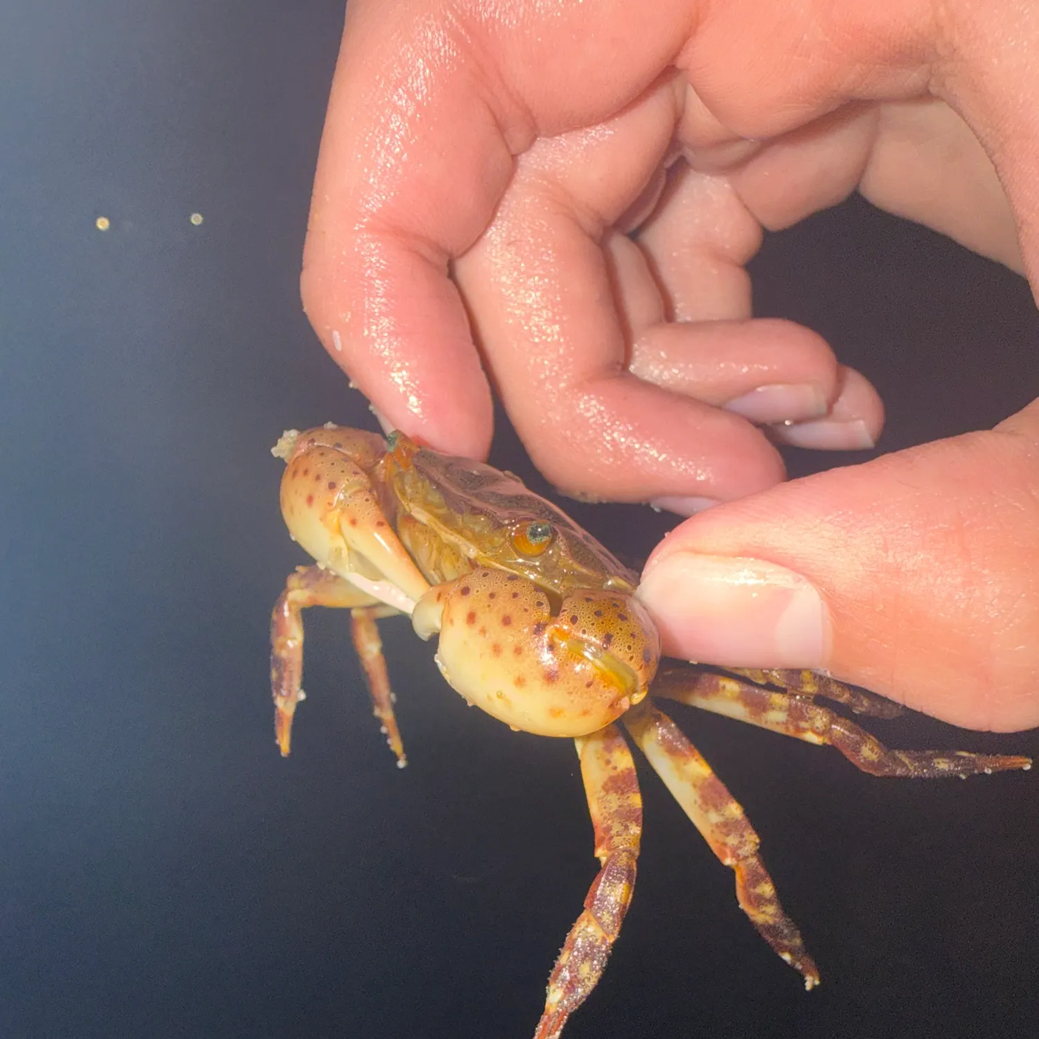 The most recent Warty crab catches on Fishbrain