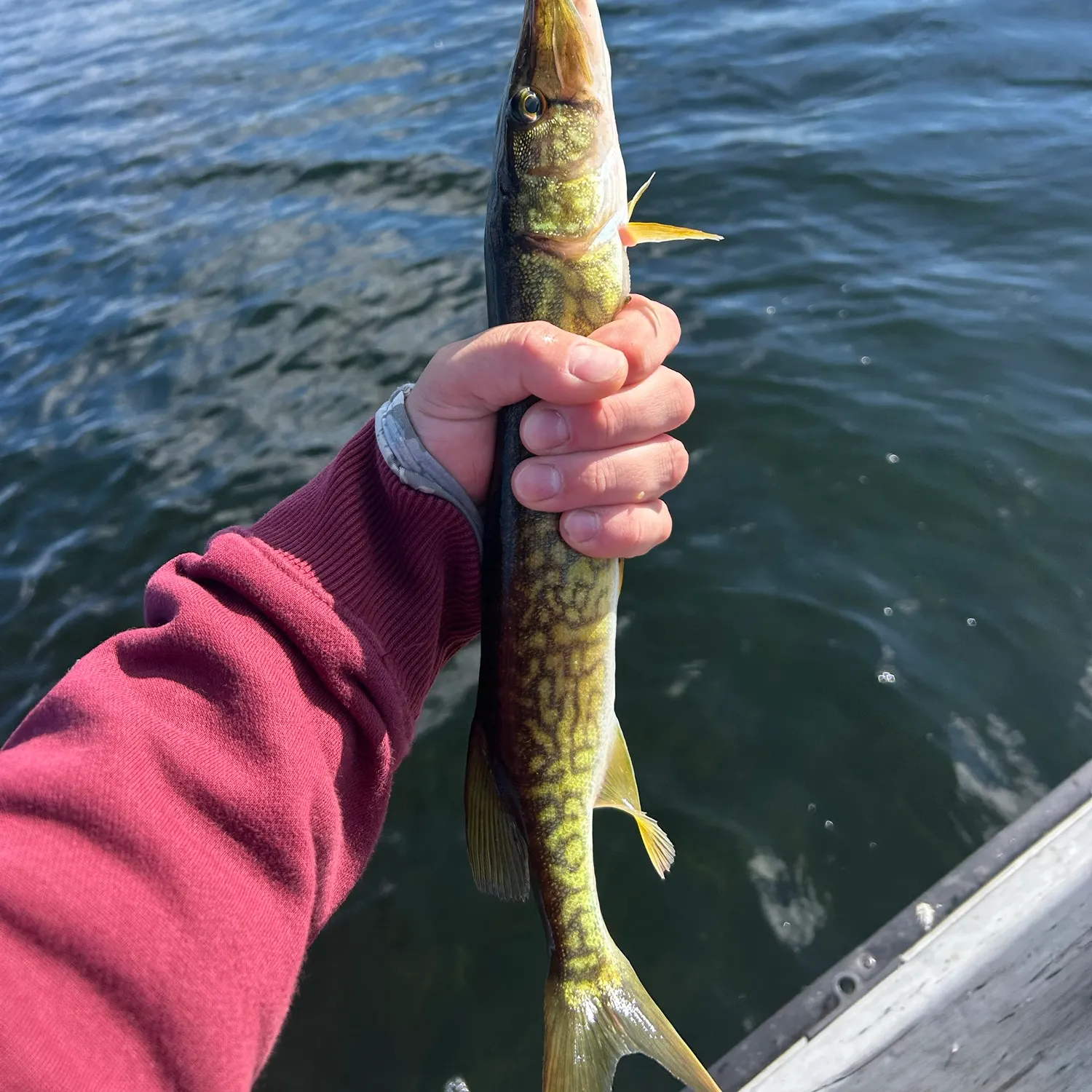 Chain pickerel caught on Fishbrain