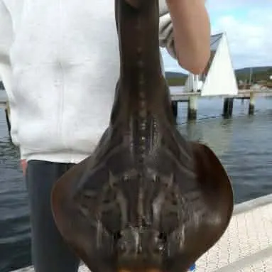 The most recent Southern fiddler catches on Fishbrain