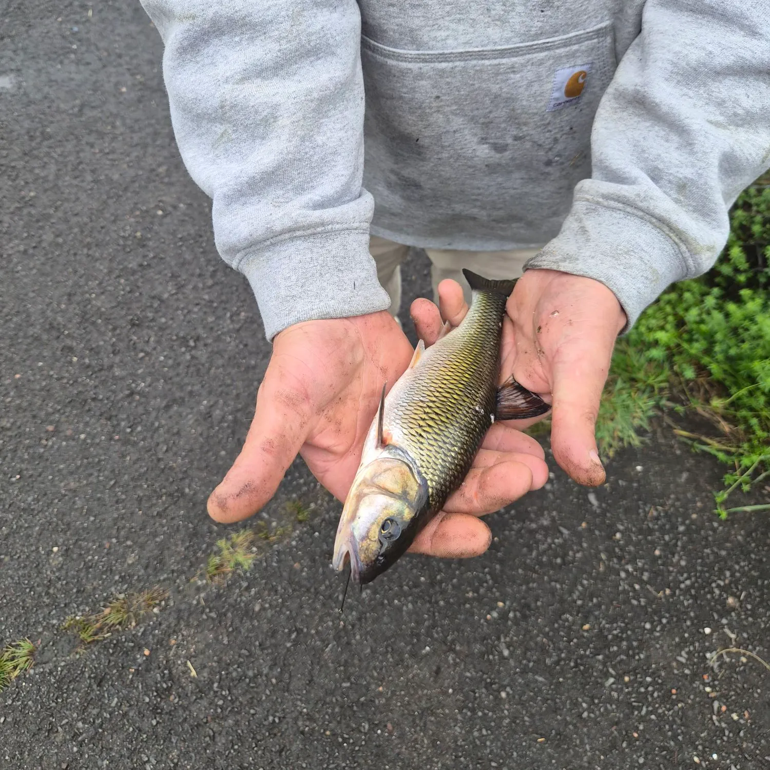 Fallfish caught on Fishbrain