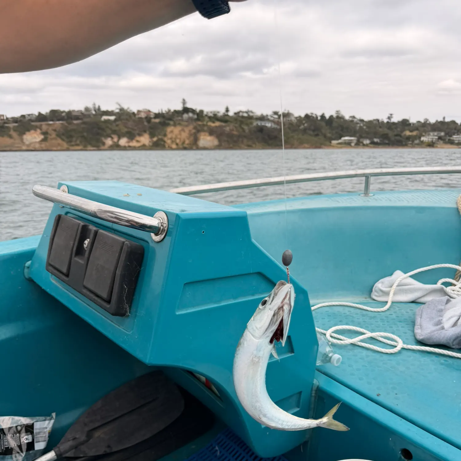 The most recent Pacific chub mackerel catches on Fishbrain