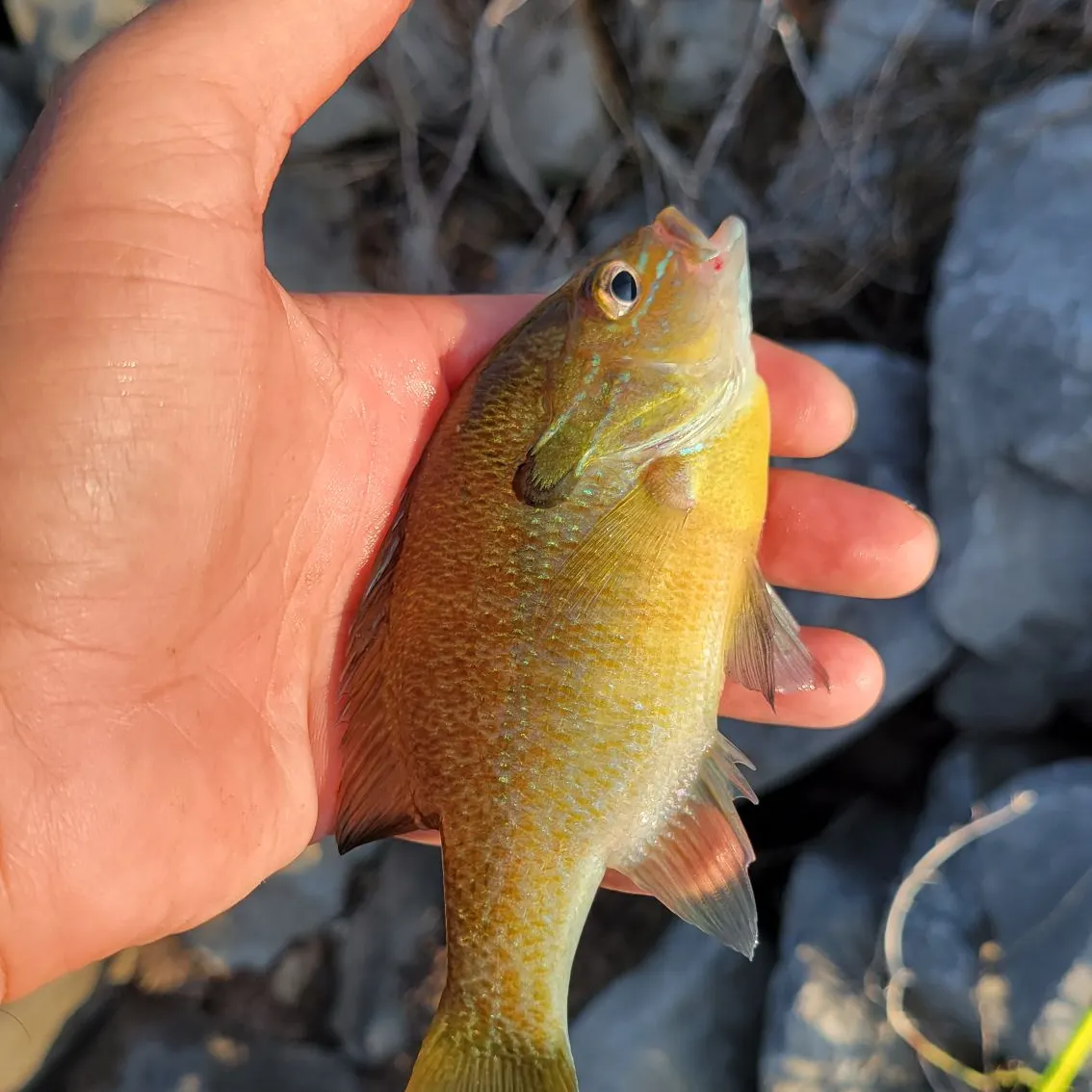 Redbreast sunfish caught on Fishbrain
