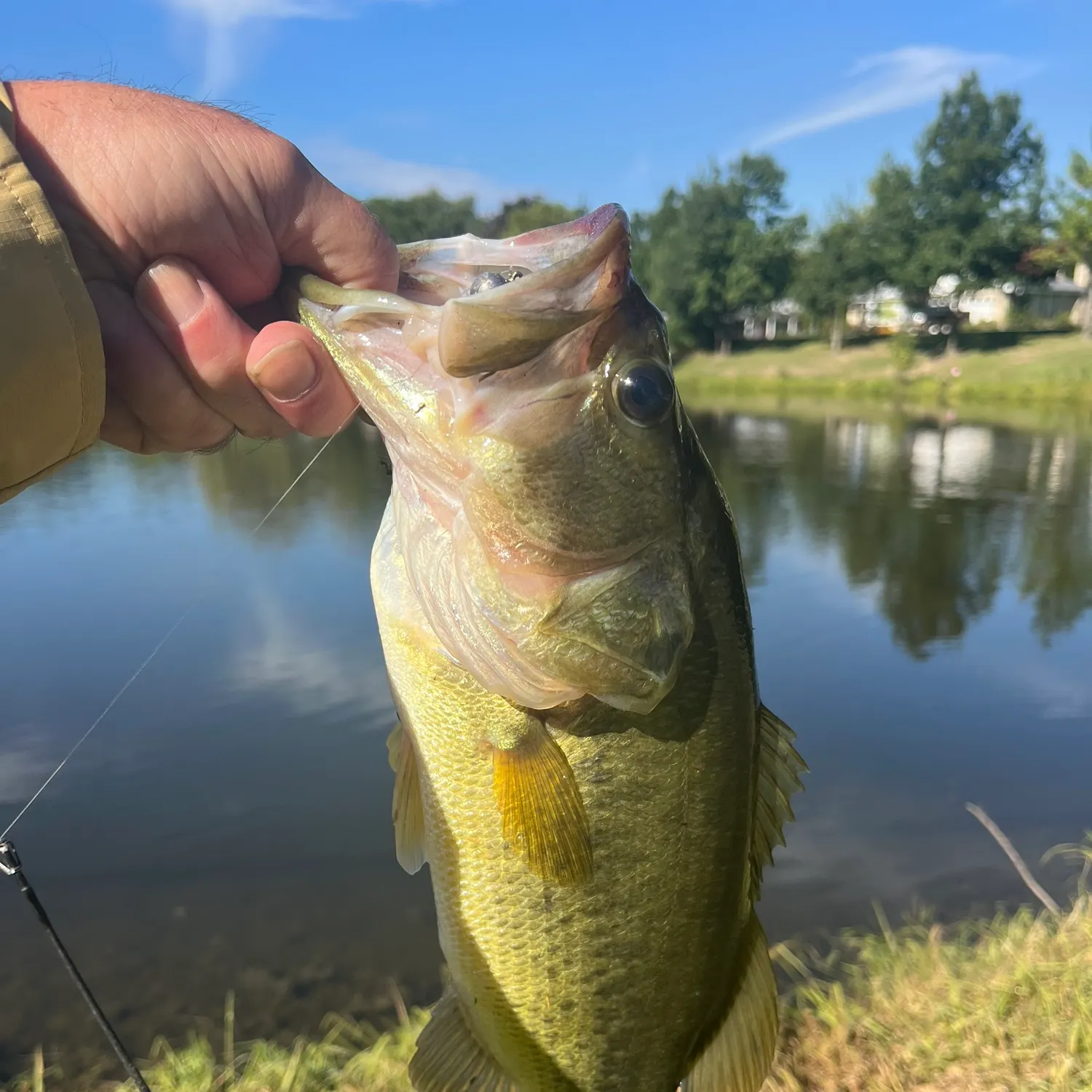 Largemouth bass caught on Fishbrain