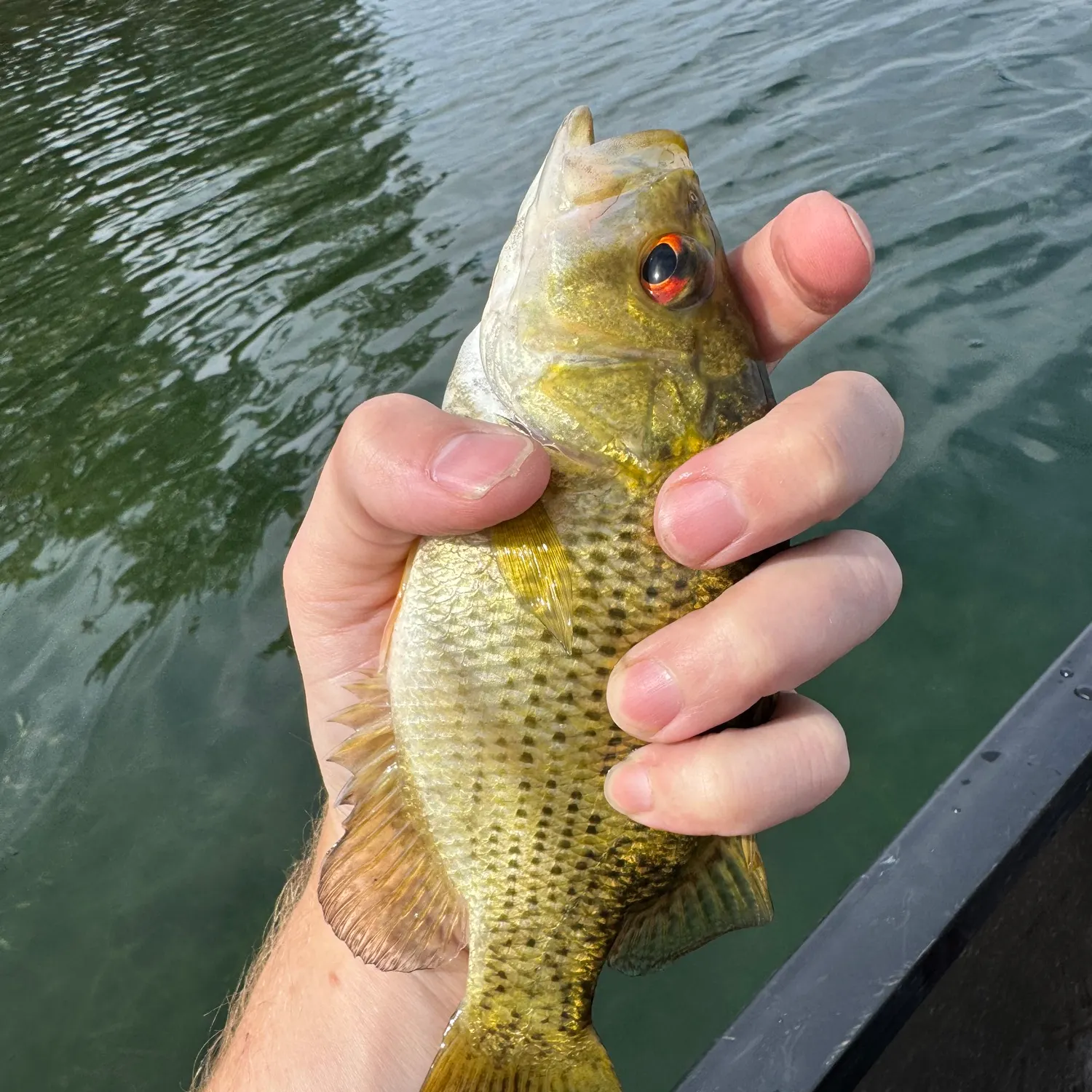 Rock bass caught on Fishbrain
