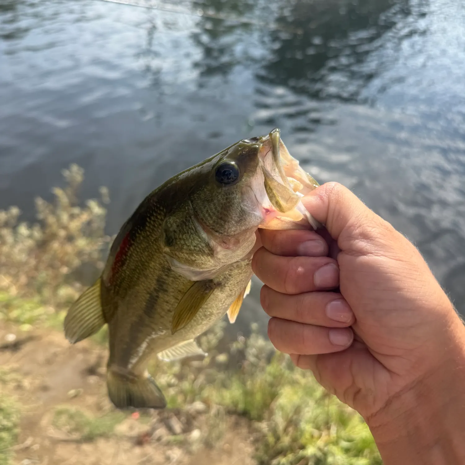 Fish caught on Fishbrain