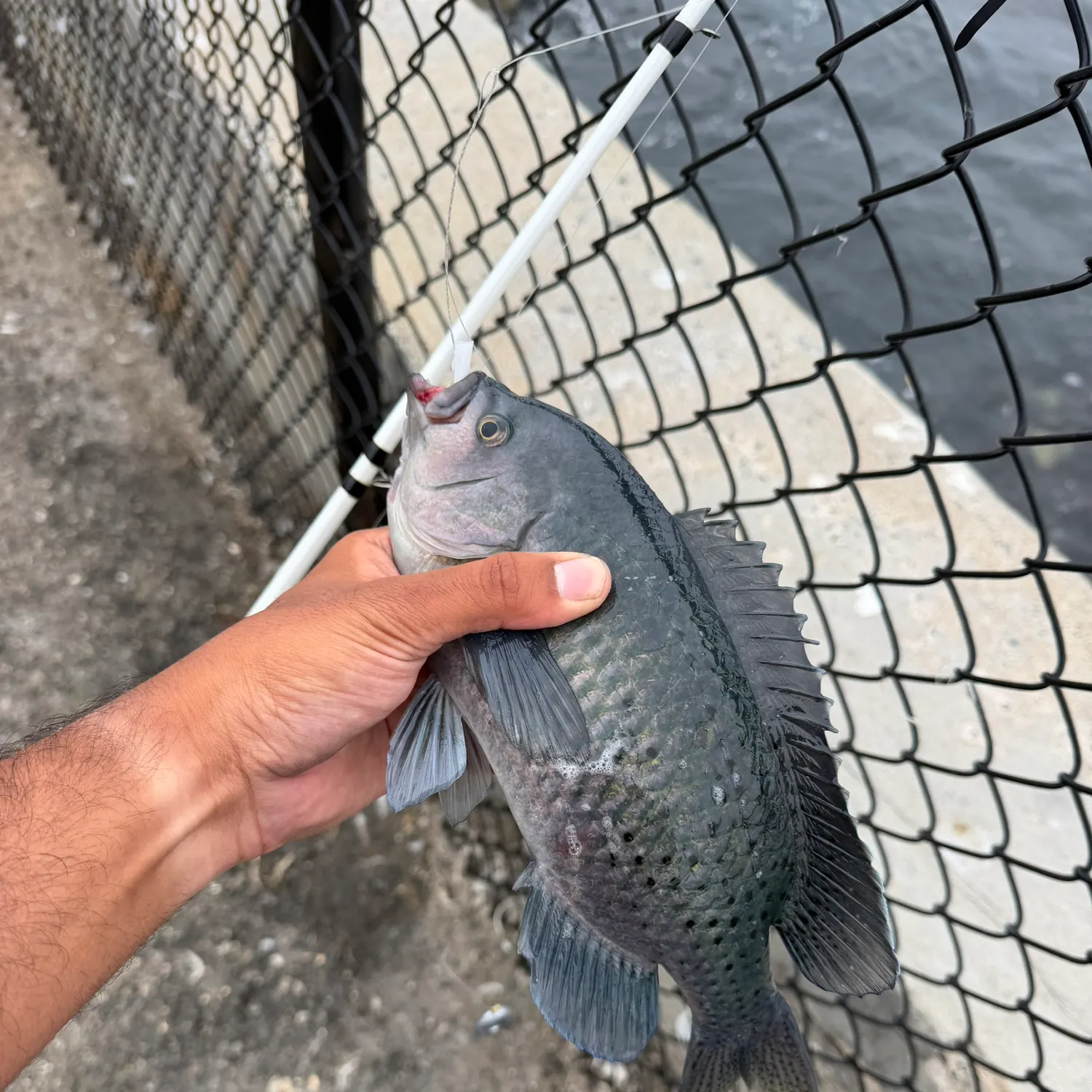 The most recent Blacksmith catches on Fishbrain