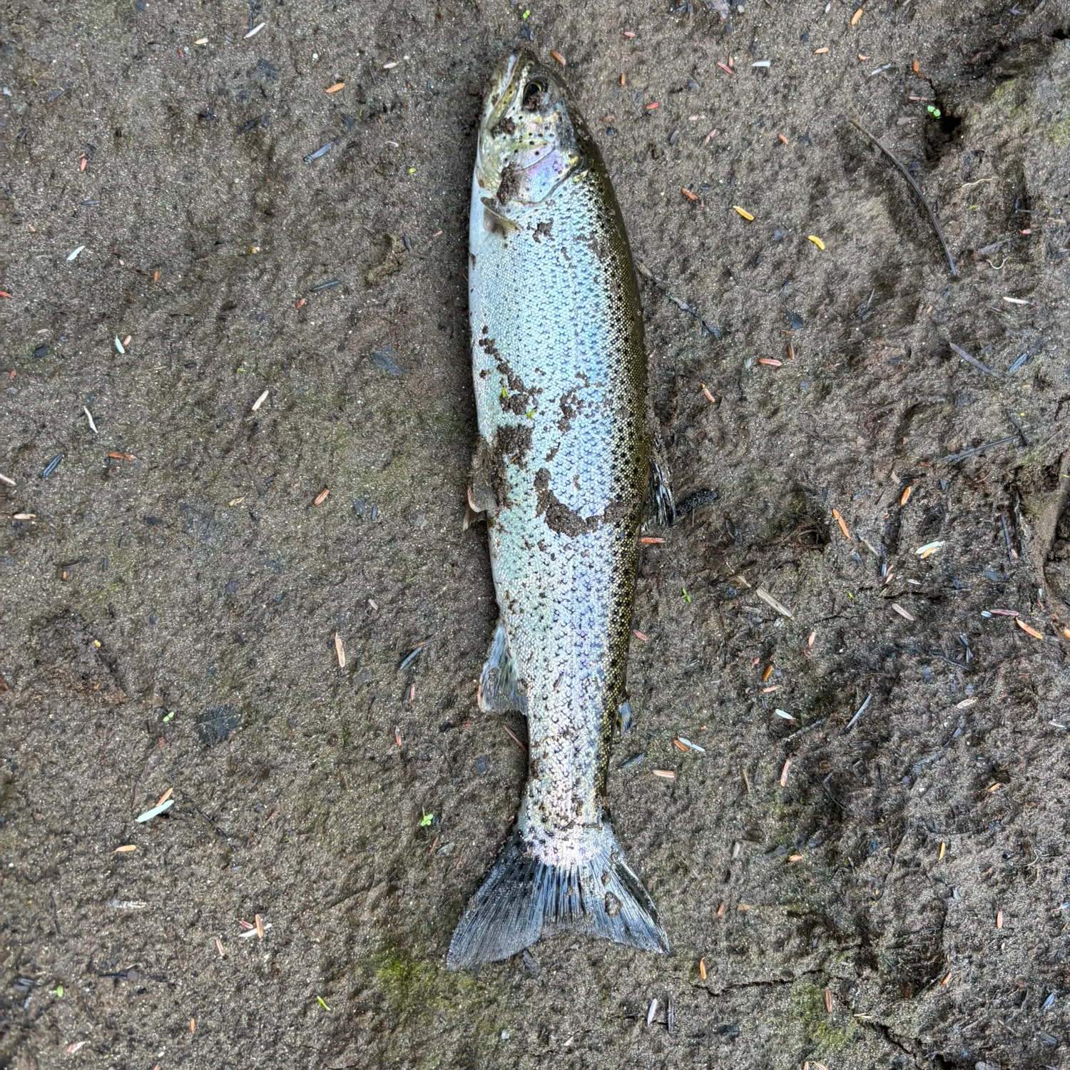 Fish caught on Fishbrain
